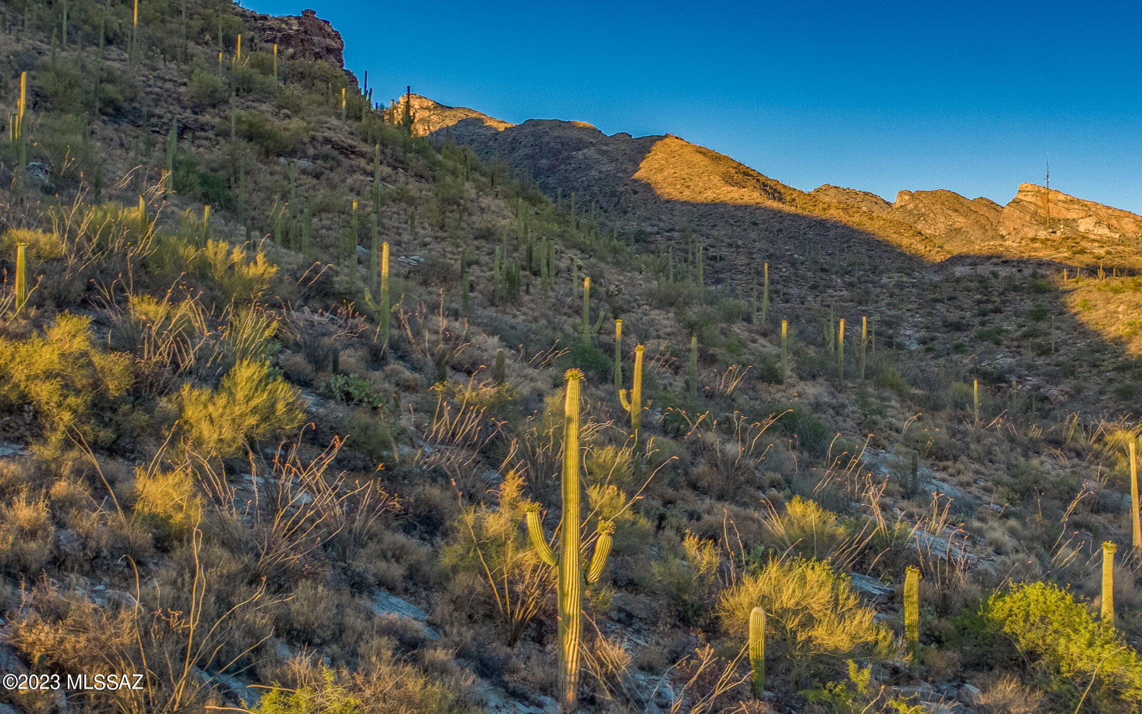 7582 N Camino Sin Vacas 65