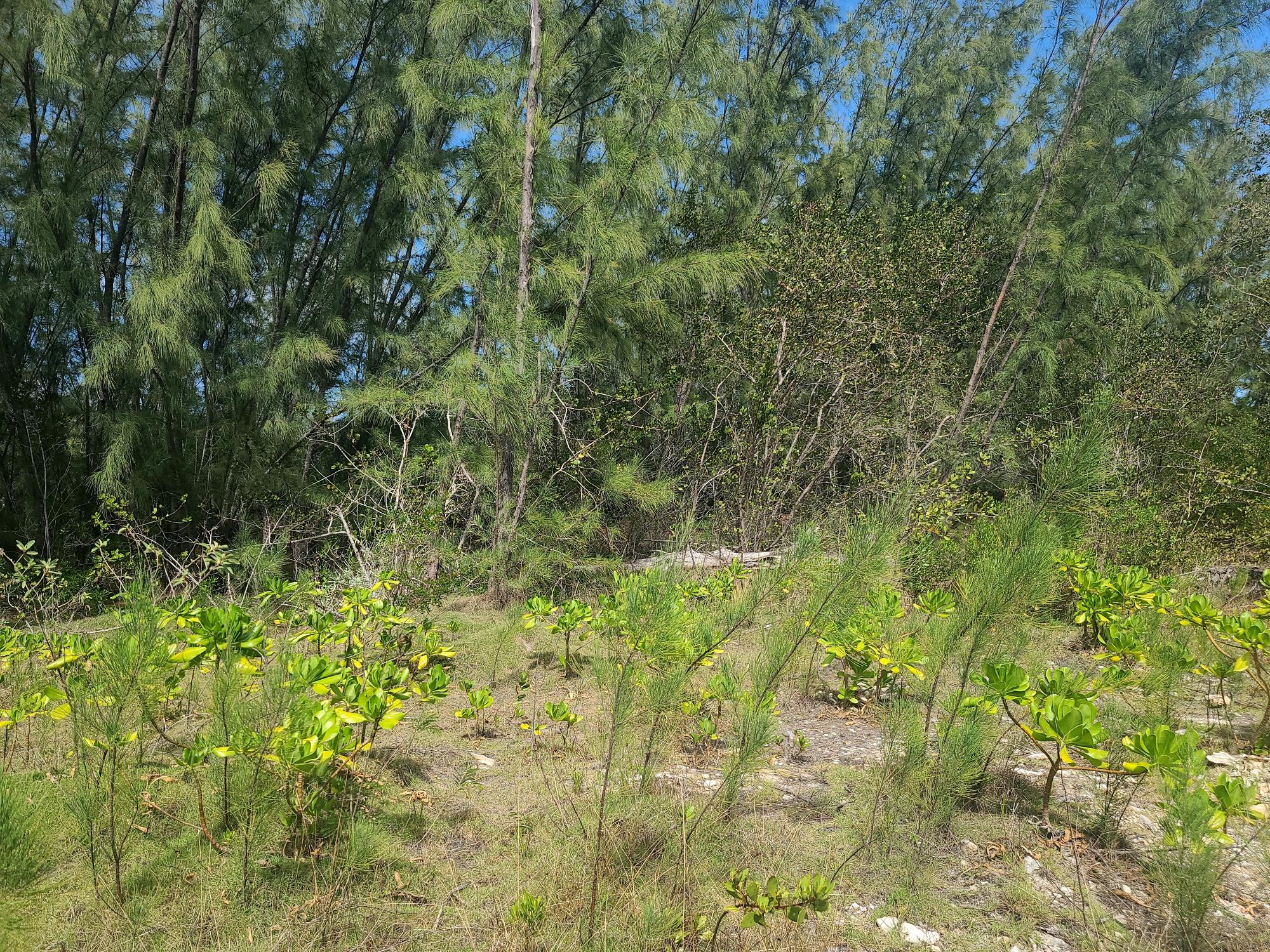 Lot # 2 QUEENS HIGHWAY, GOVERNORS