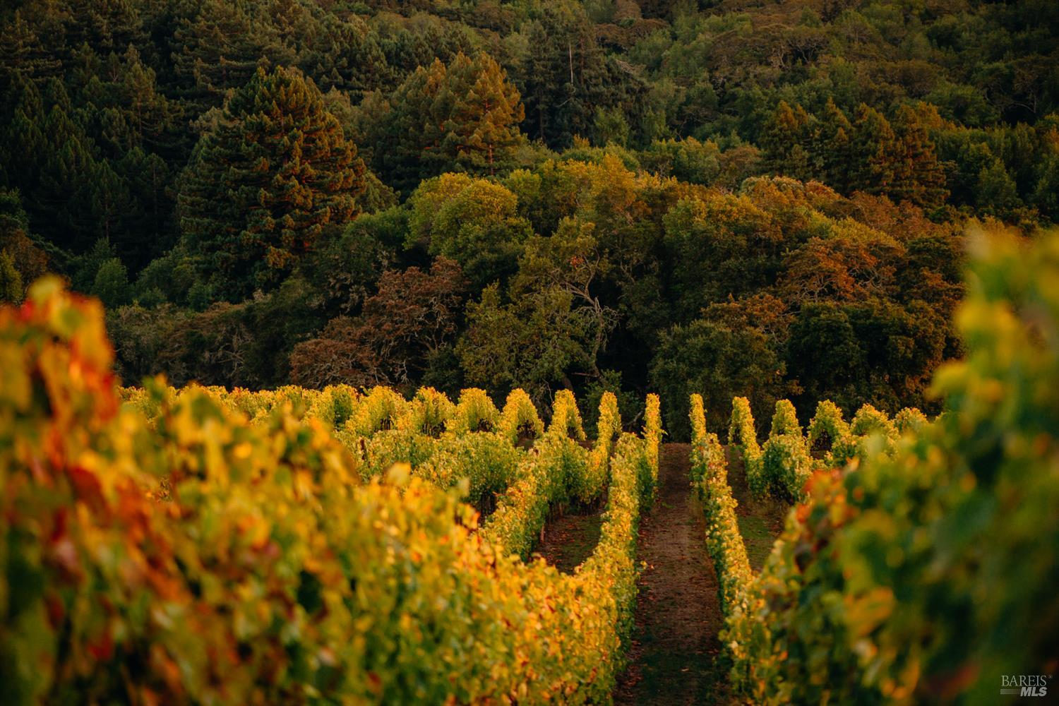 5561 Sonoma Mountain Rd