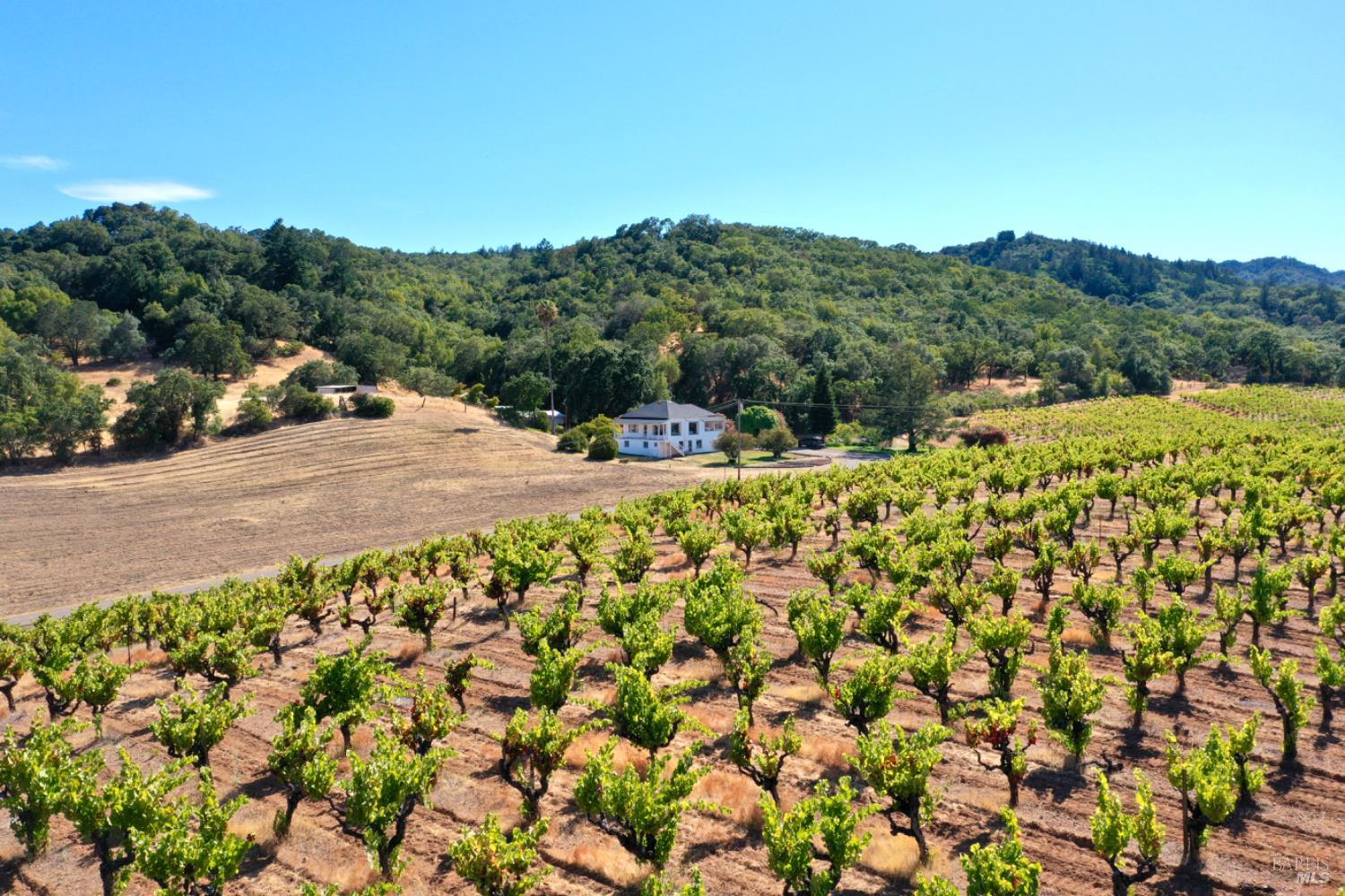 Vineyard rows surround a farmhouse, with dry fields and wooded hills beyond.