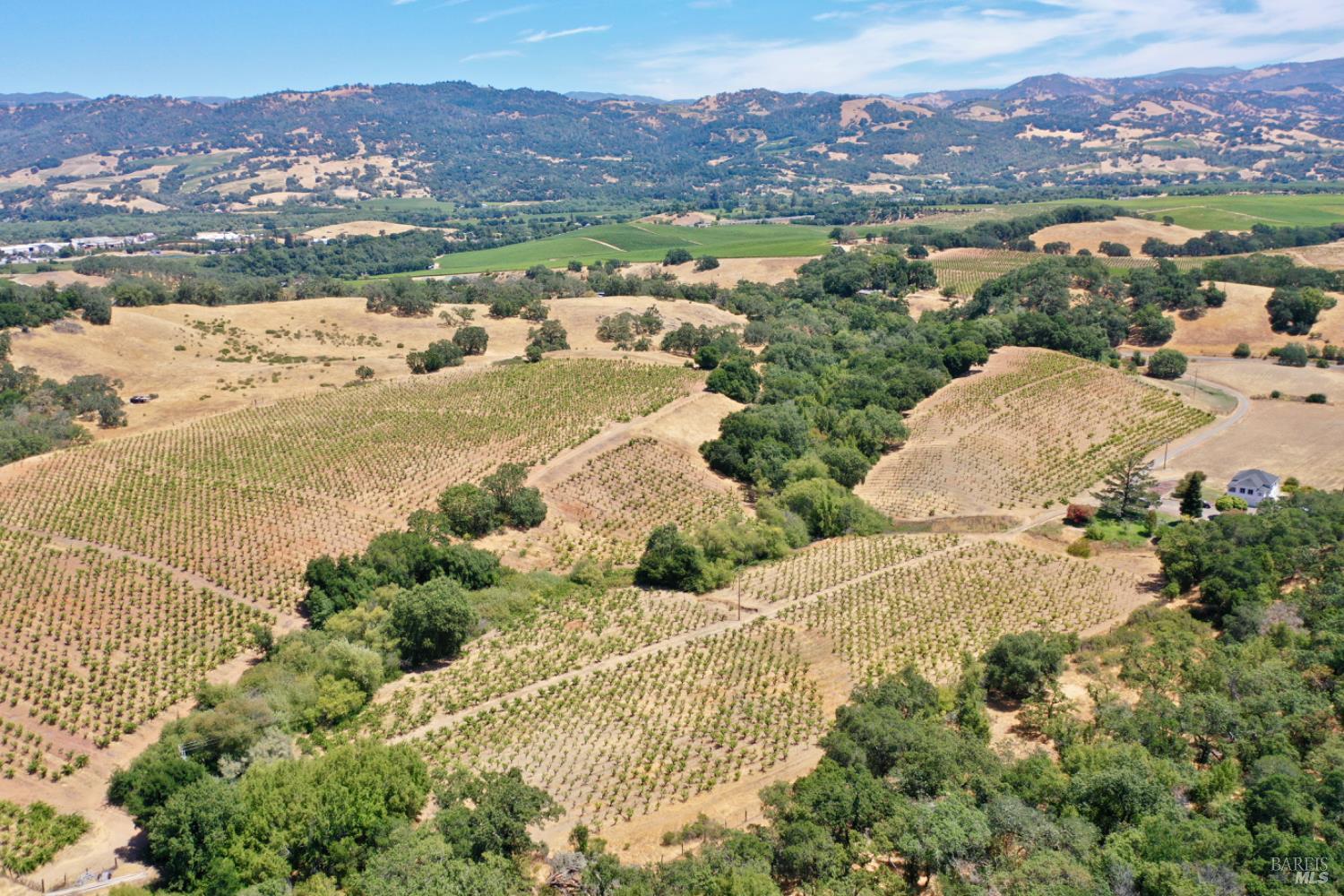 Aerial vineyard acreage with rows of vines, a tree-lined corridor, and rolling hills.