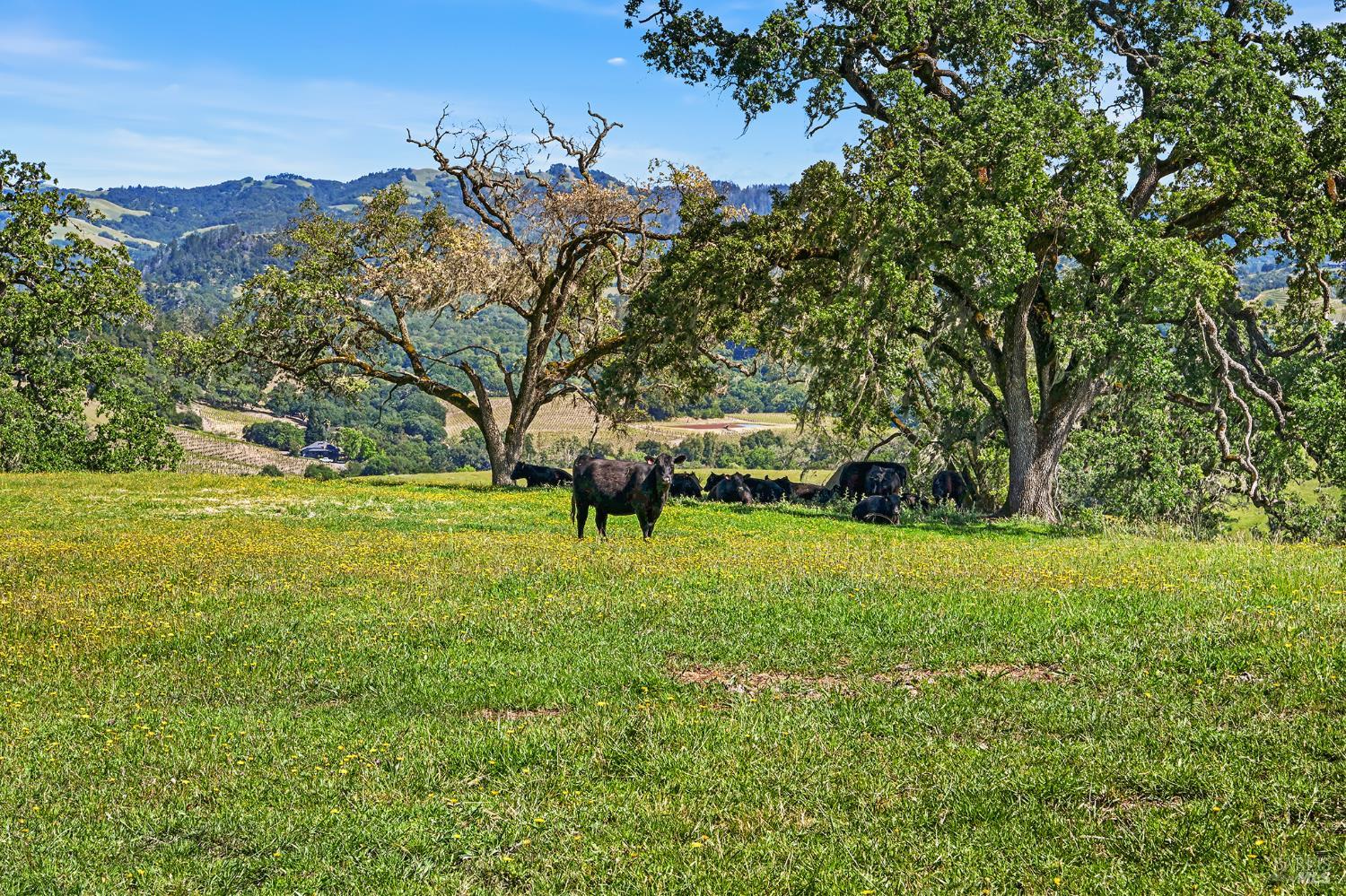 5520 W Soda Rock Lane