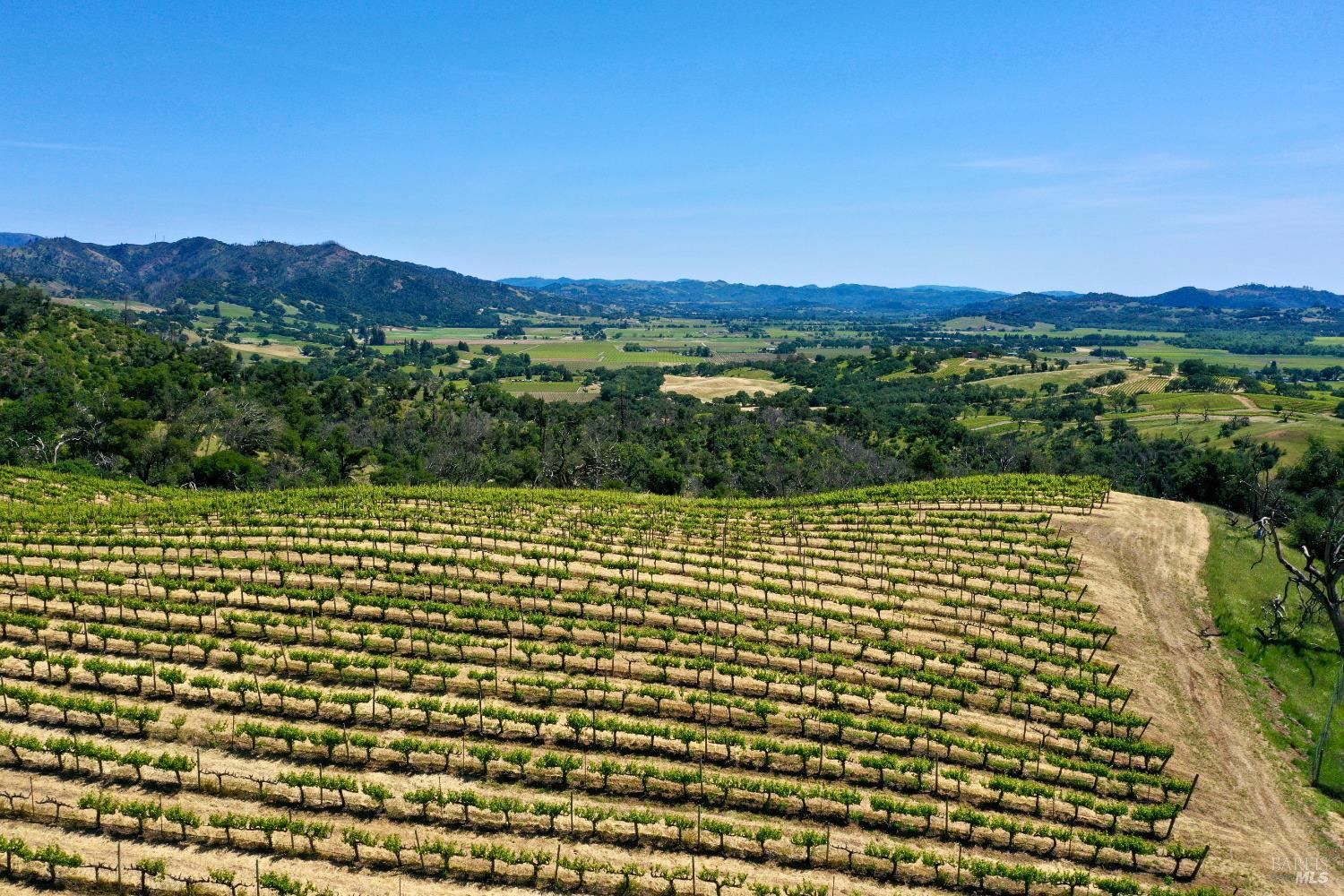 Vineyard rows overlook a green valley and distant mountain ranges.