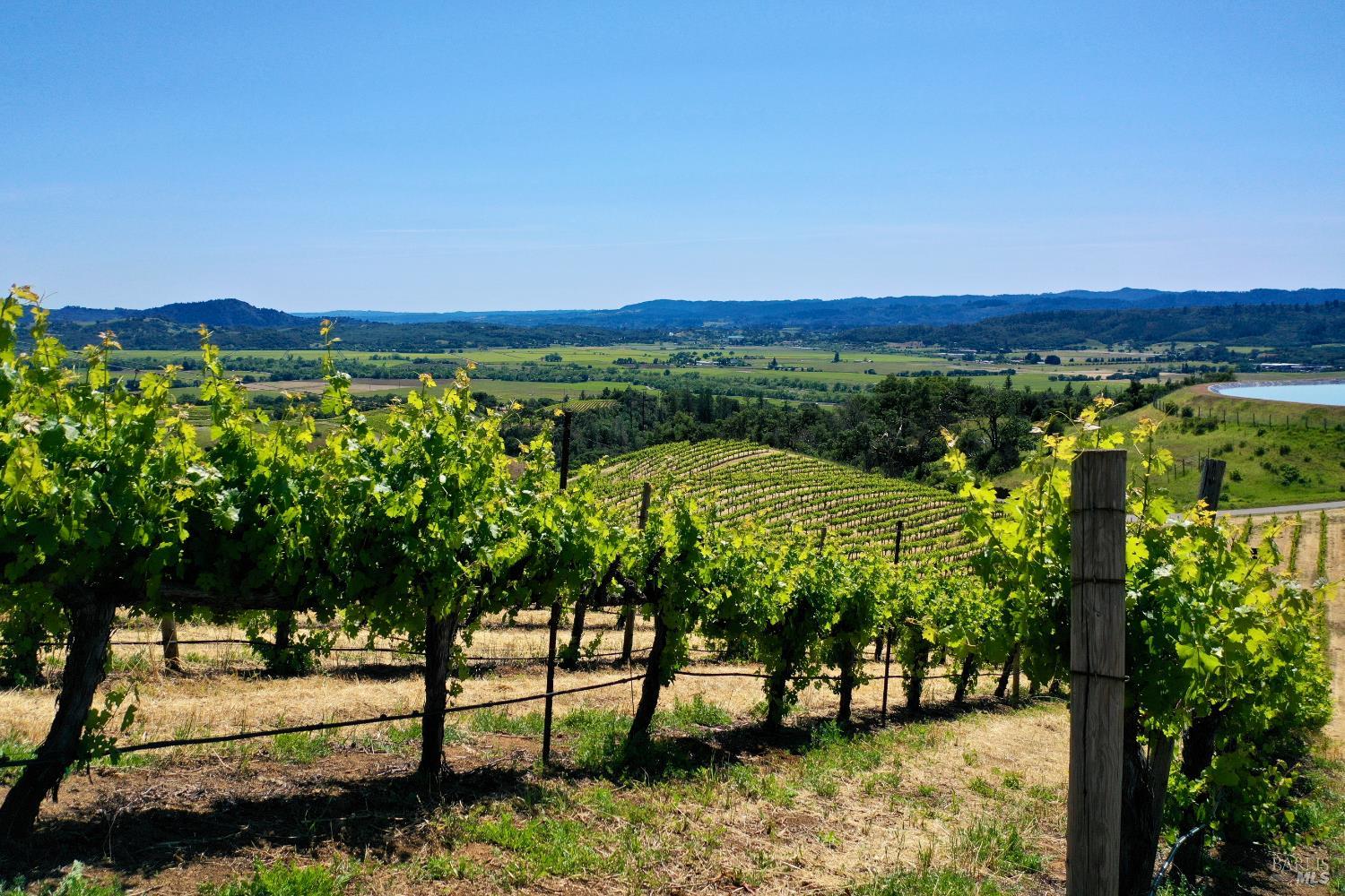 Vineyard rows overlook a green valley and distant hills under a clear blue sky.