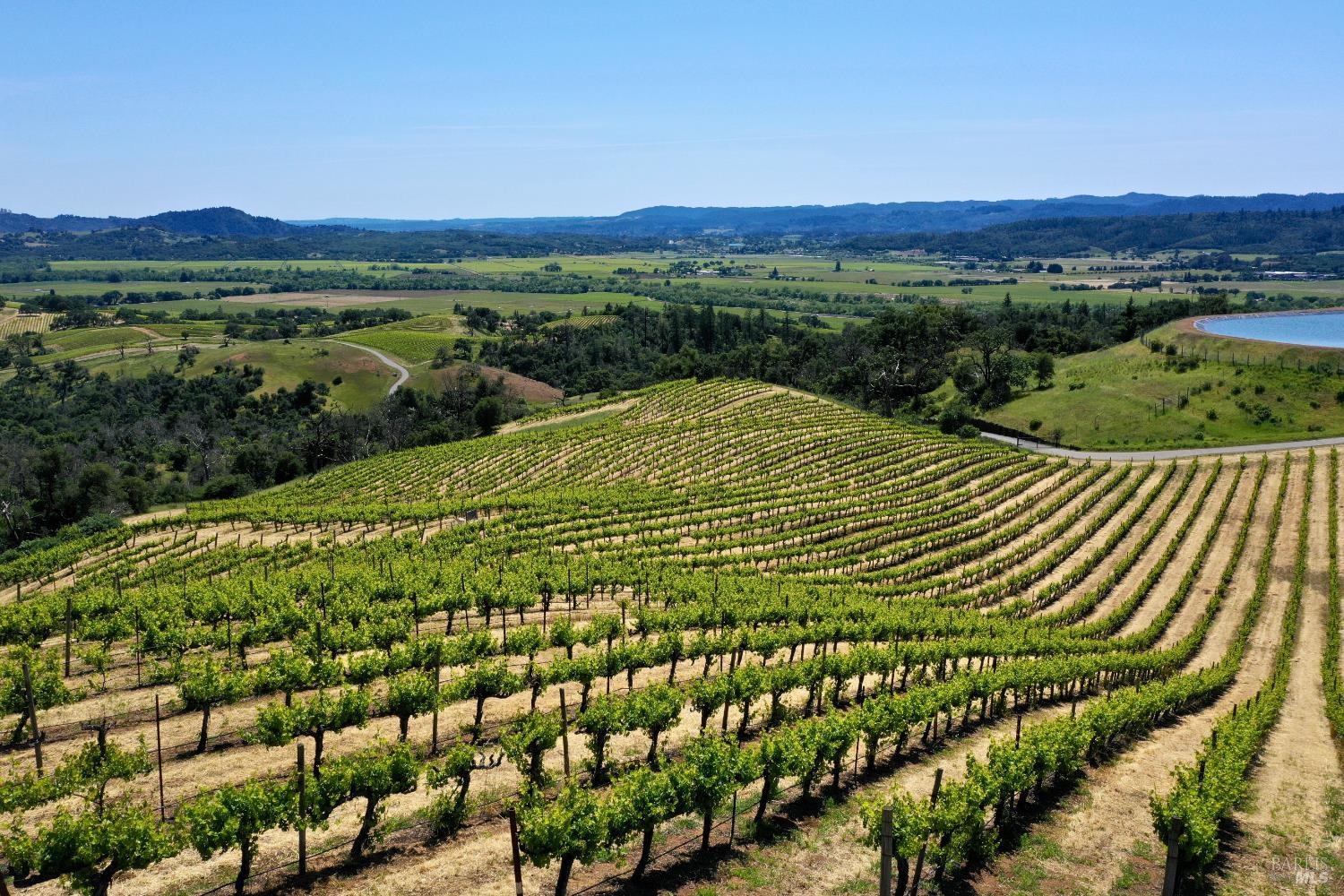 Curving vineyard rows overlook a green valley, wooded hills, and a small reservoir.