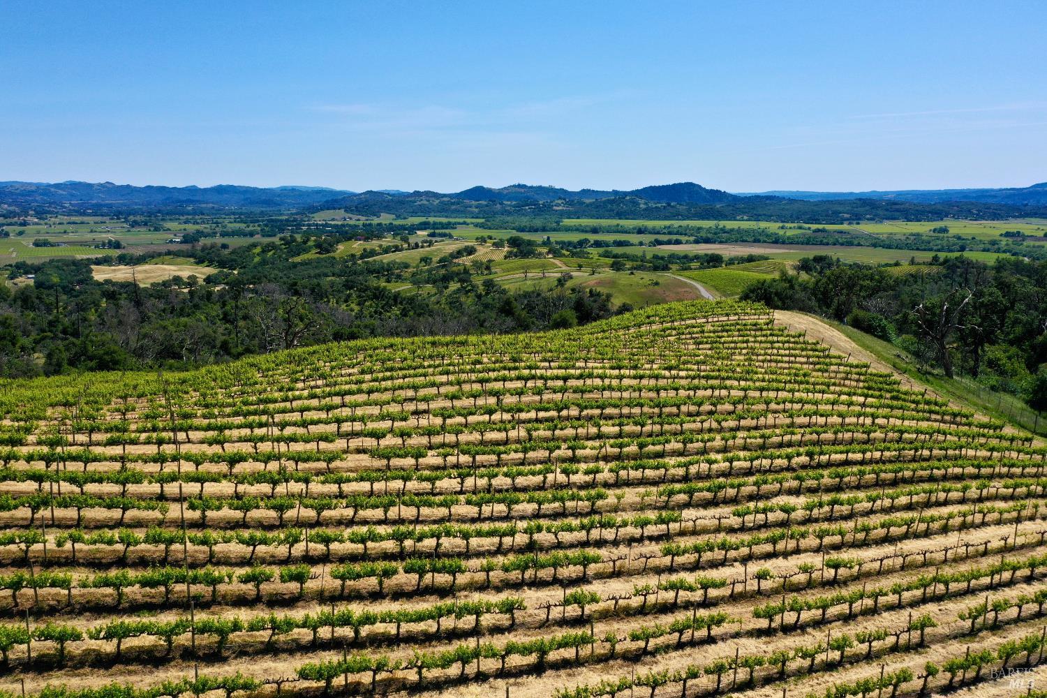 Vineyard rows across a hillside overlook a green valley and rolling hills.