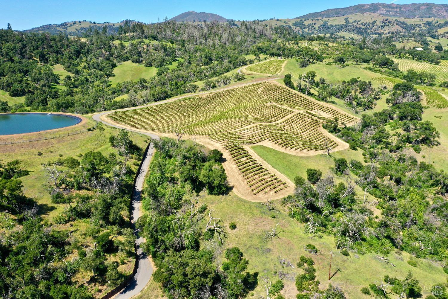 Aerial vineyard with orderly grape rows, a pond, winding road, and distant mountains.