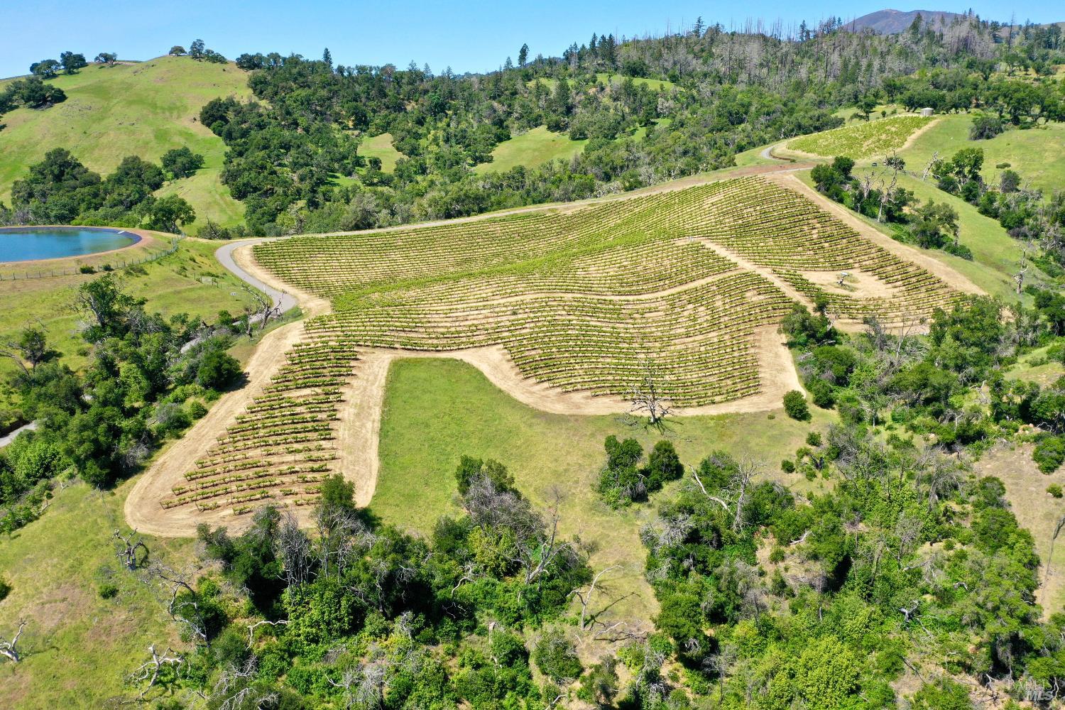 Aerial vineyard with curved rows of vines, a pond, and rolling hills.