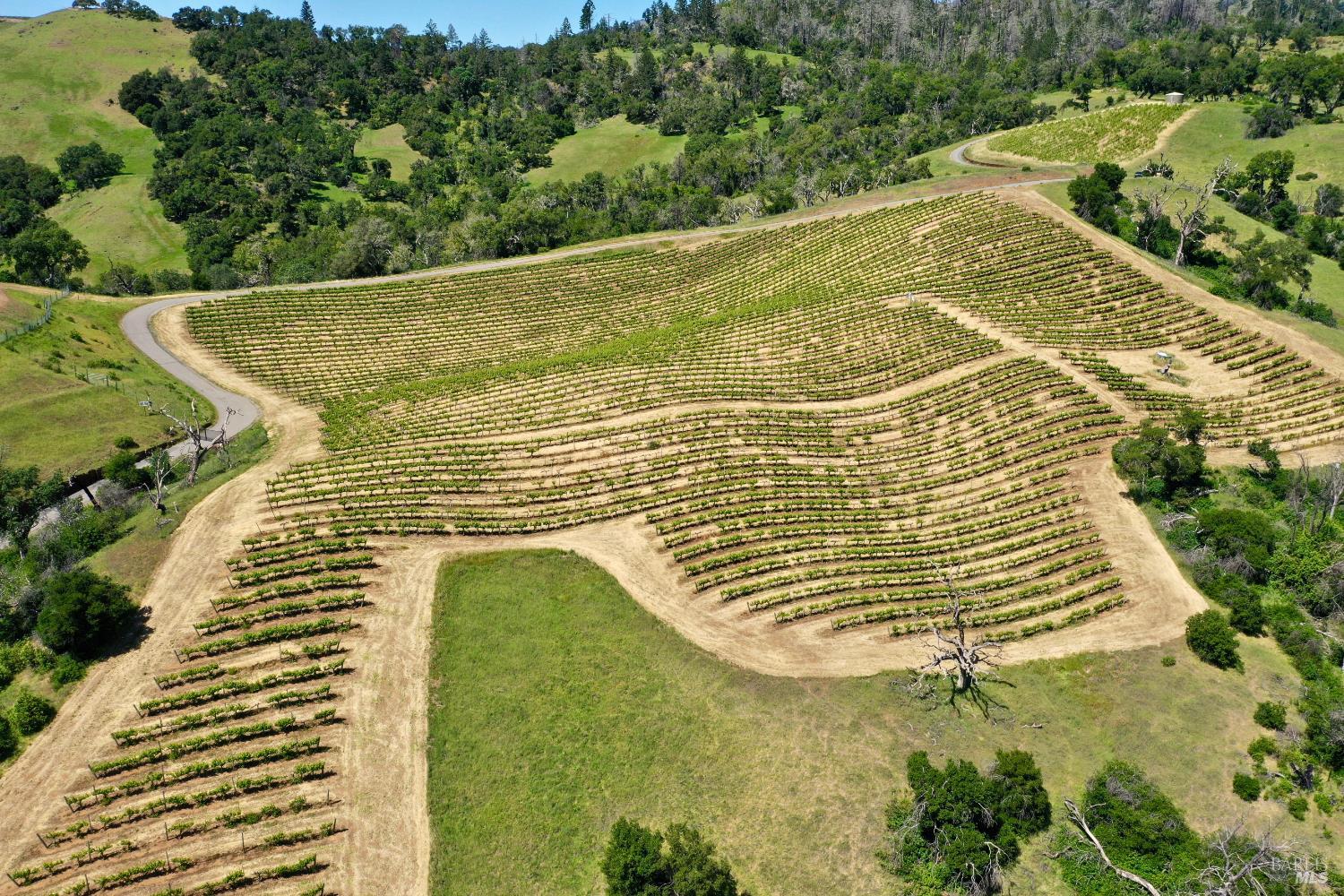 Aerial view of vineyard rows curving across grassy hills beside a winding access road.