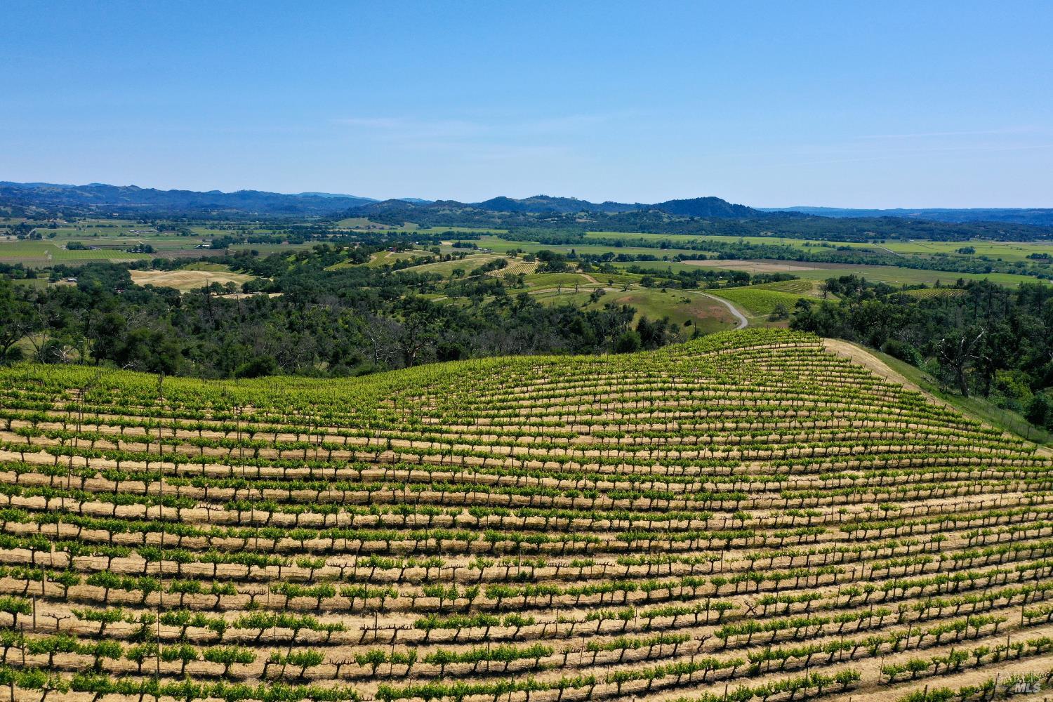 Hillside vineyard rows overlook a broad valley and distant hills.
