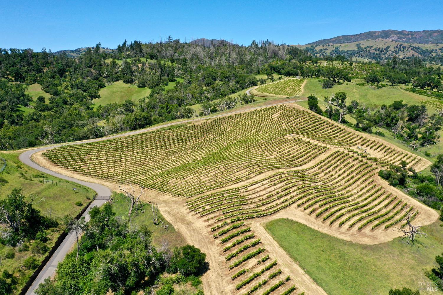 Aerial vineyard with curved vine rows, a winding road, and wooded hills in the distance.