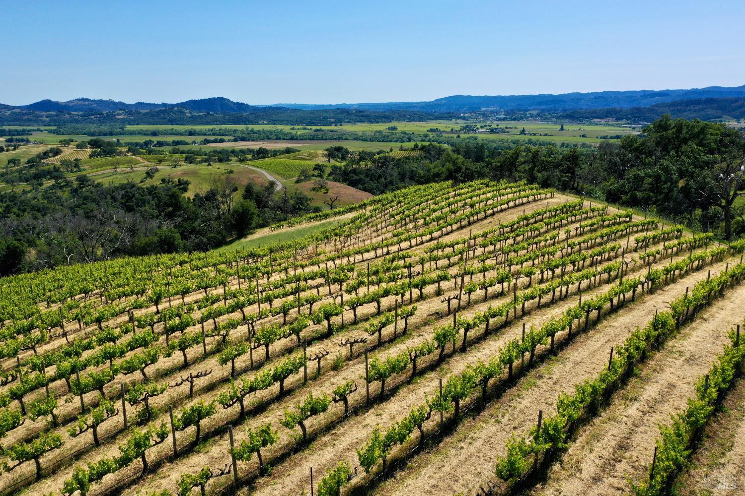 Hillside vineyard rows overlook a broad green valley and rolling hills.