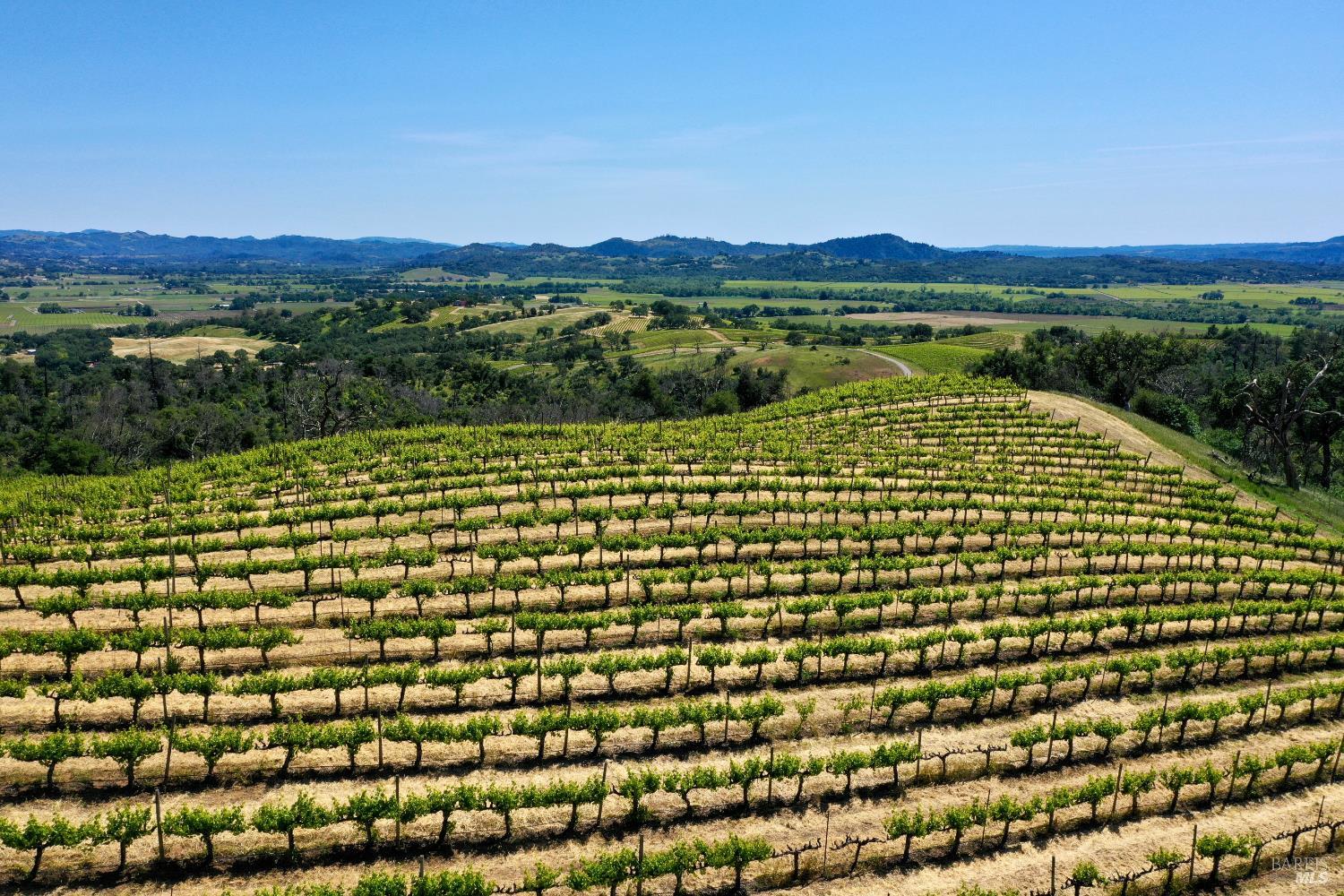 Vineyard rows on a hillside overlook a broad agricultural valley and distant hills.