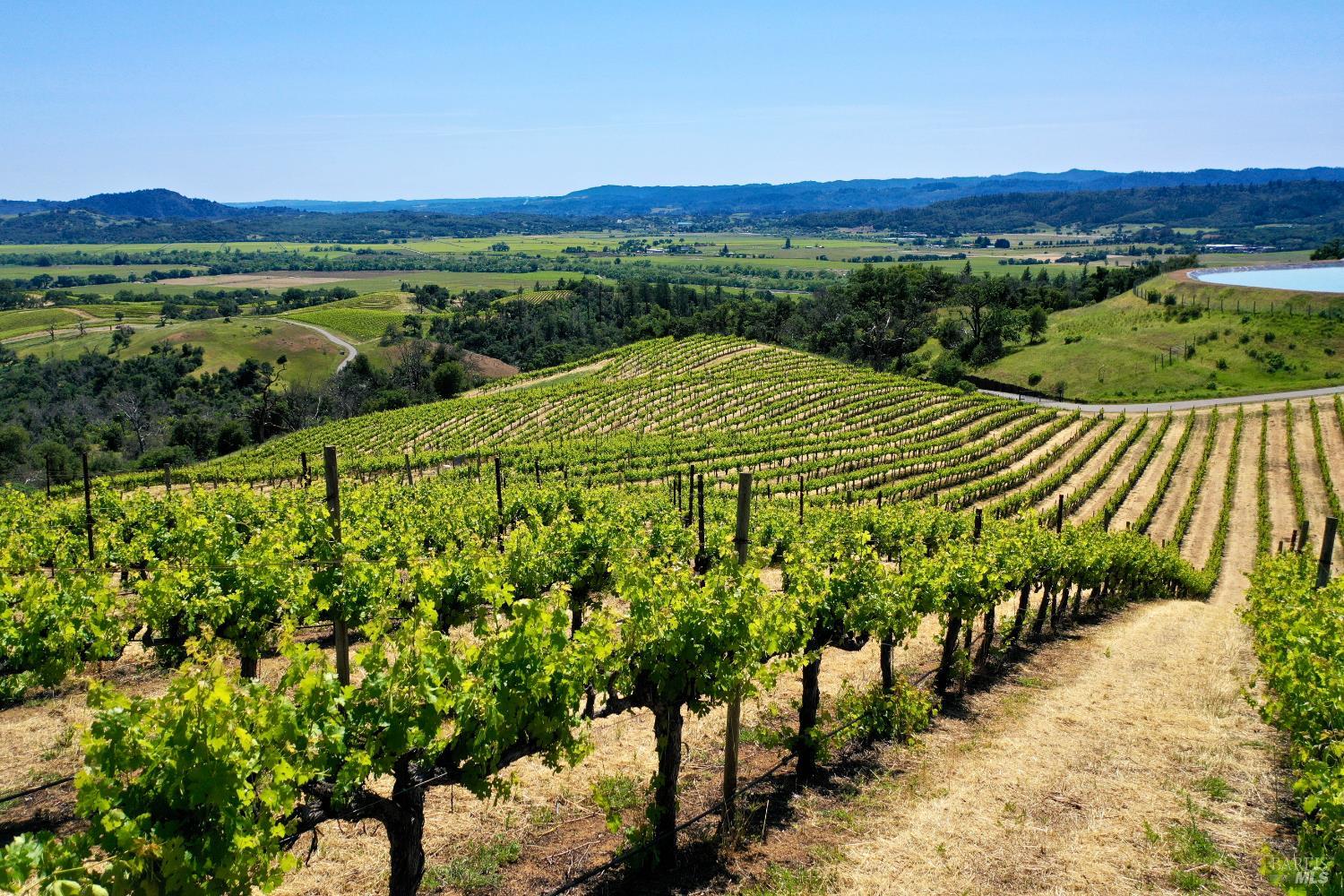 Vineyard rows climb a sunny hillside above a valley and pond.