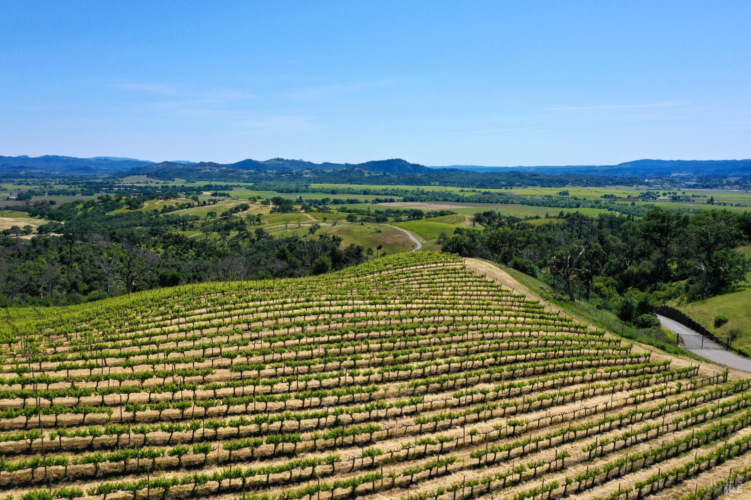 Hillside vineyard rows overlook a broad green valley and distant rolling hills.