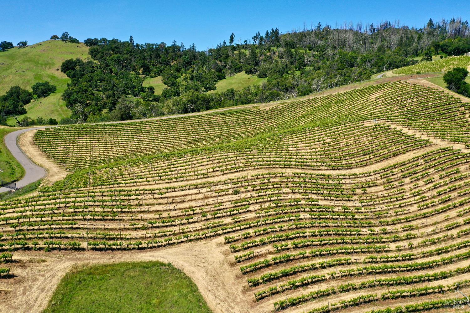 Vineyard rows curve across rolling hills, with a winding dirt road and wooded slopes beyond.