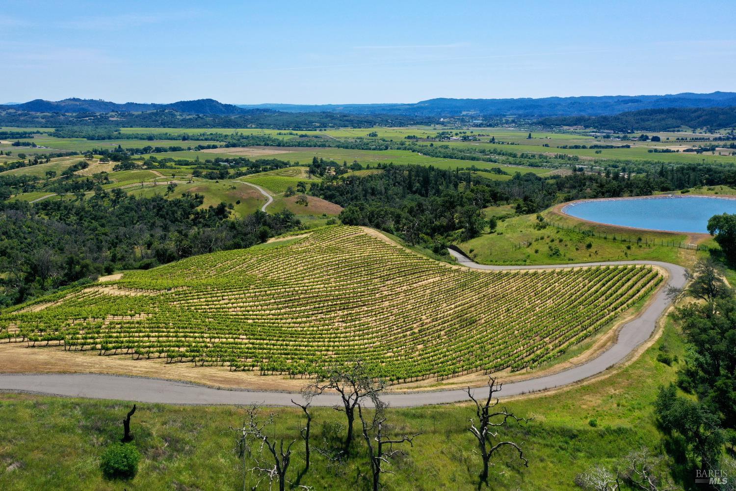 Vineyard rows curve across green hills beside a reservoir, with an agricultural valley and distant hills beyond.