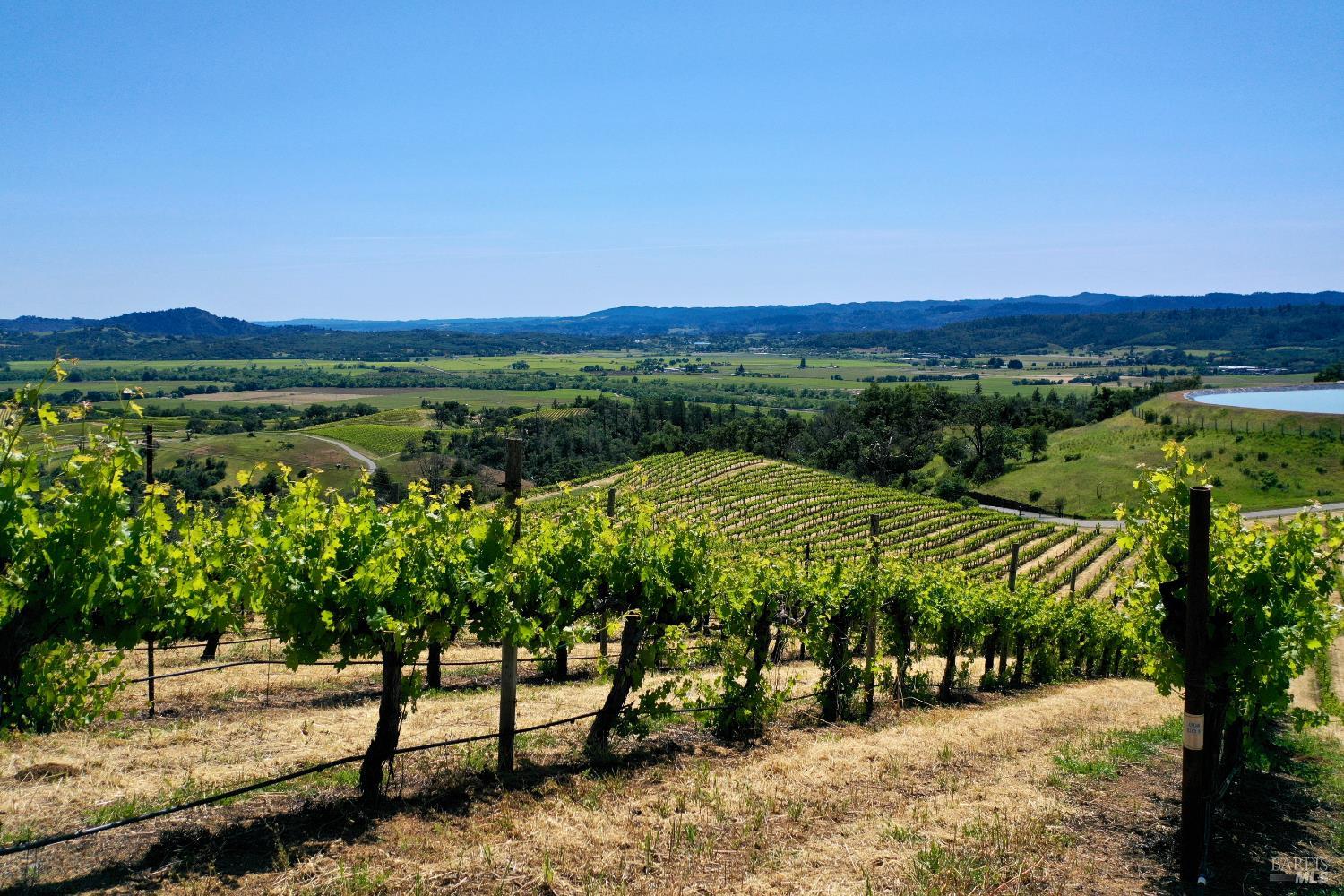 Vineyard rows overlook a wide valley and distant hills.