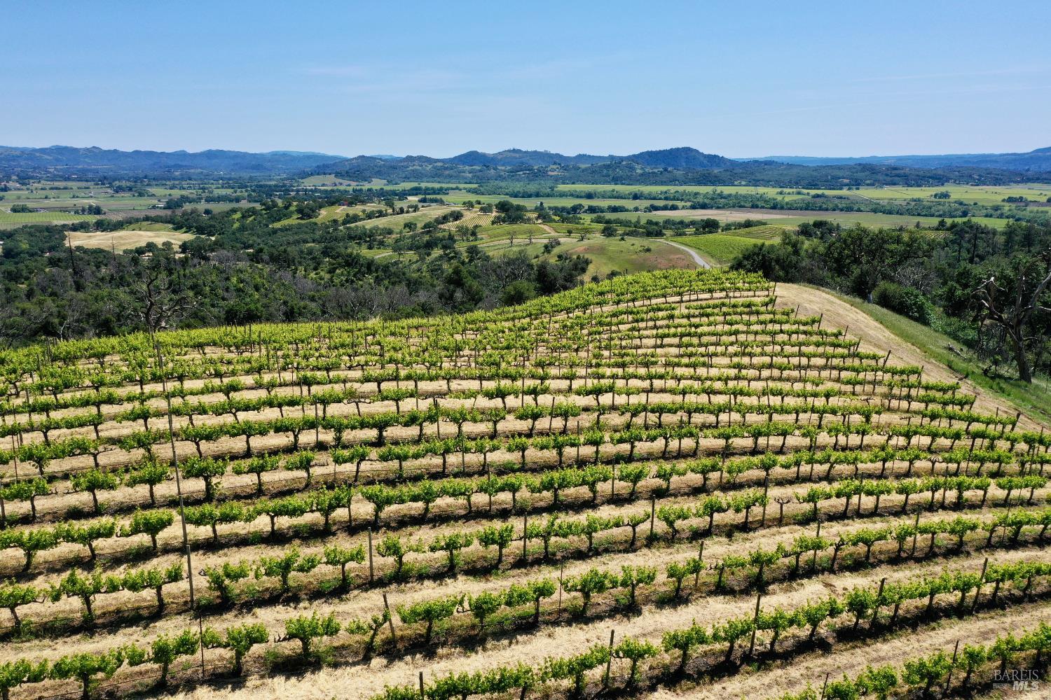 Aerial view of vineyard rows overlooking a wide valley and rolling hills.