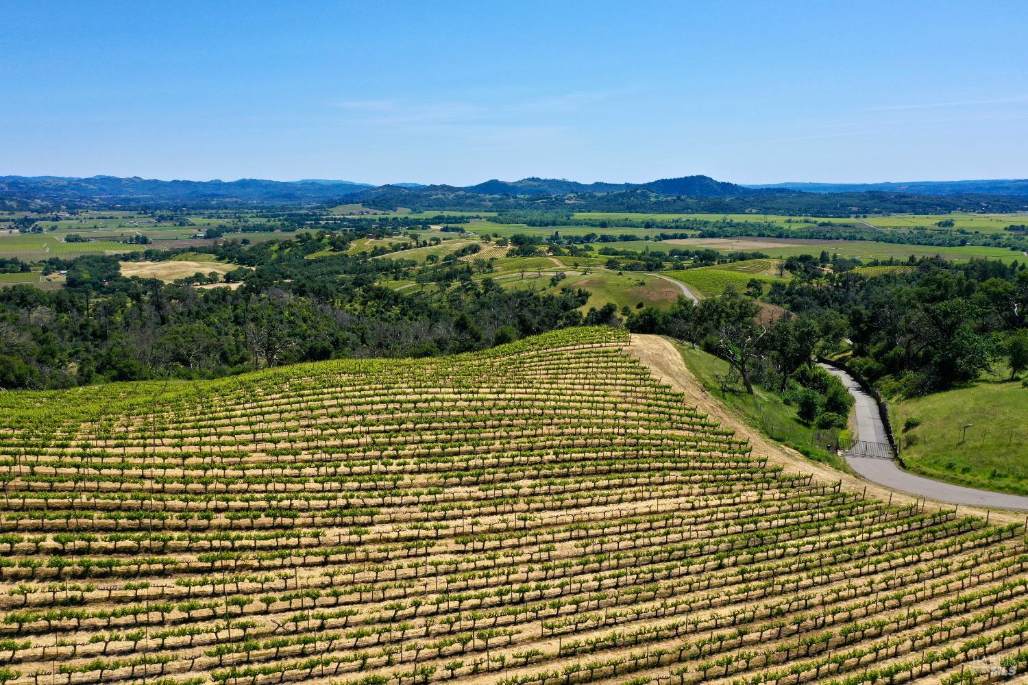 Vineyard rows on rolling hills overlook a broad agricultural valley and distant hills.