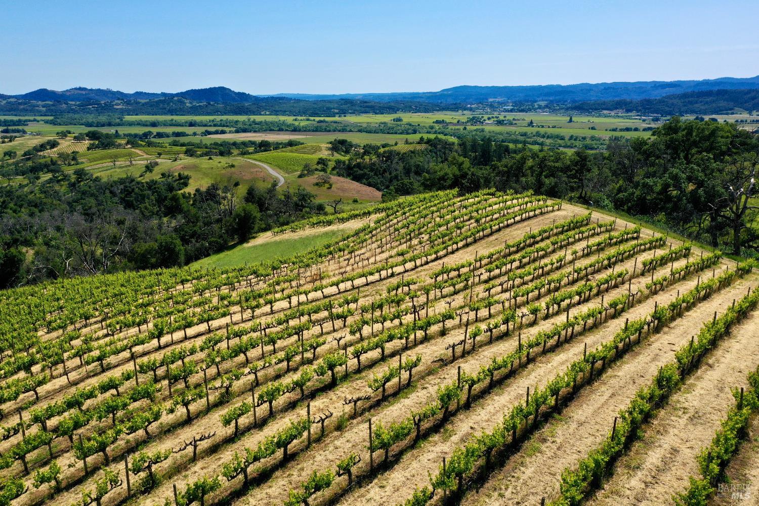 Vineyard rows sweep across a hillside above wooded slopes and farmland.