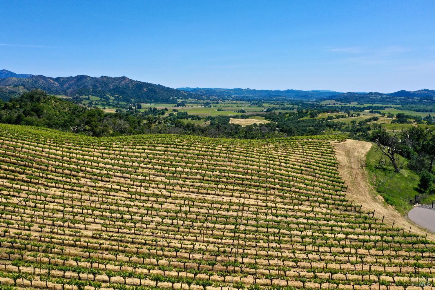 Aerial view of vineyard rows overlooking a green valley and rolling mountains.