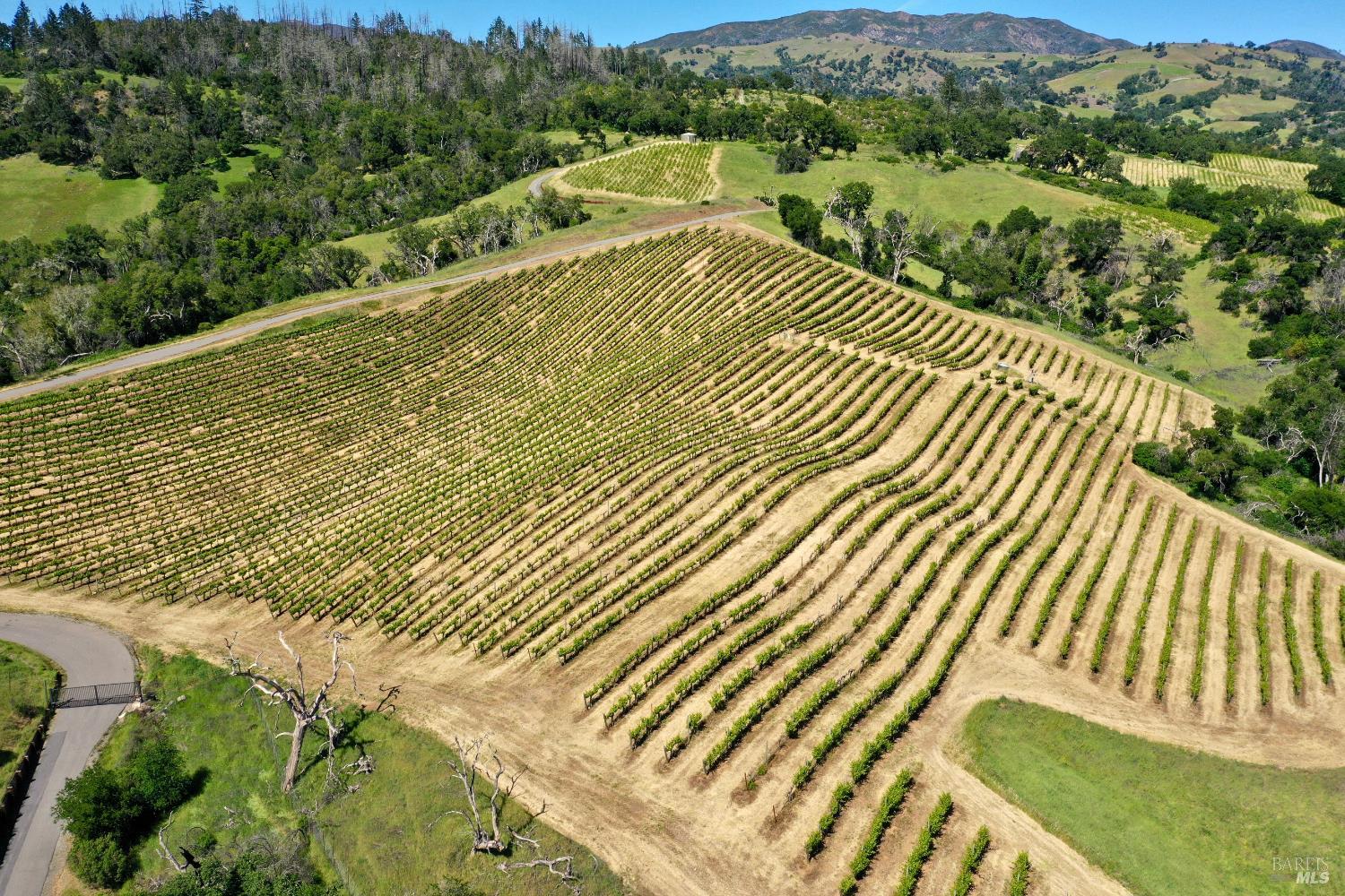 Aerial vineyard with curving vine rows, a winding road, and hills in the distance.