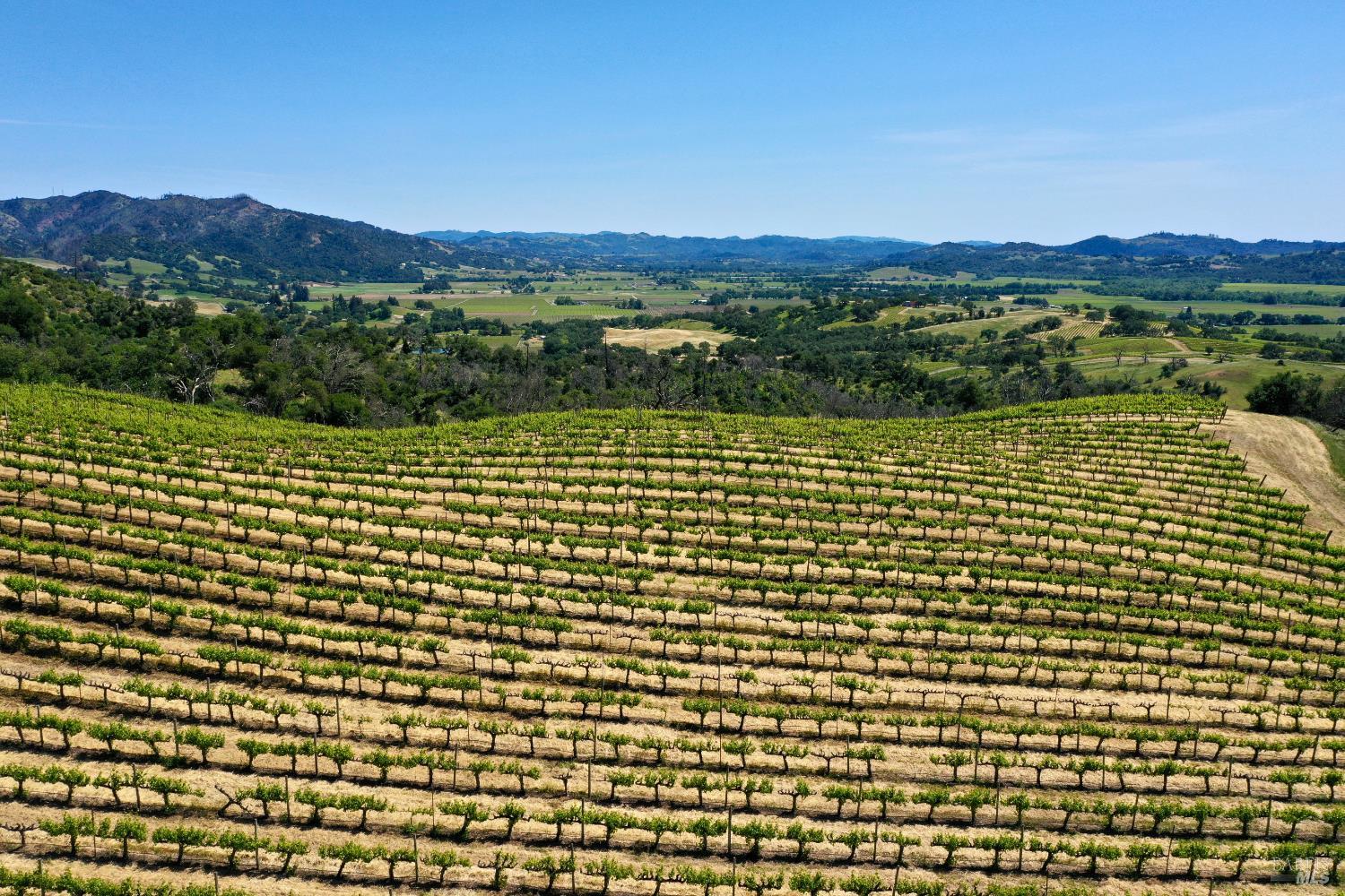 Vineyard rows overlook a broad valley and rolling hills.
