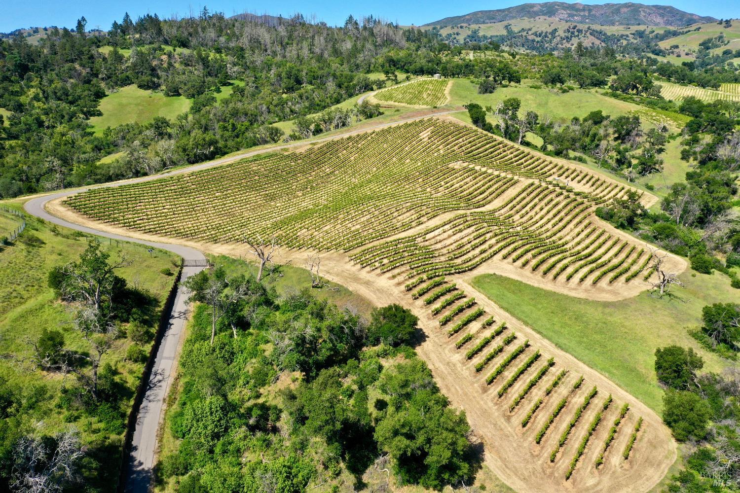 Aerial vineyard with curved rows, a winding road, and distant mountains.