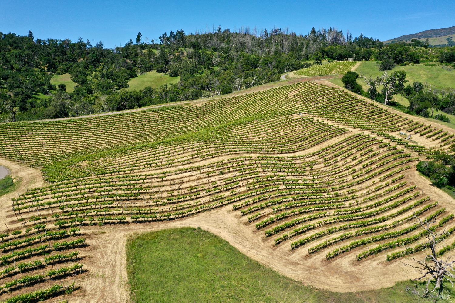 Aerial view of vineyard rows winding across rolling green hills.