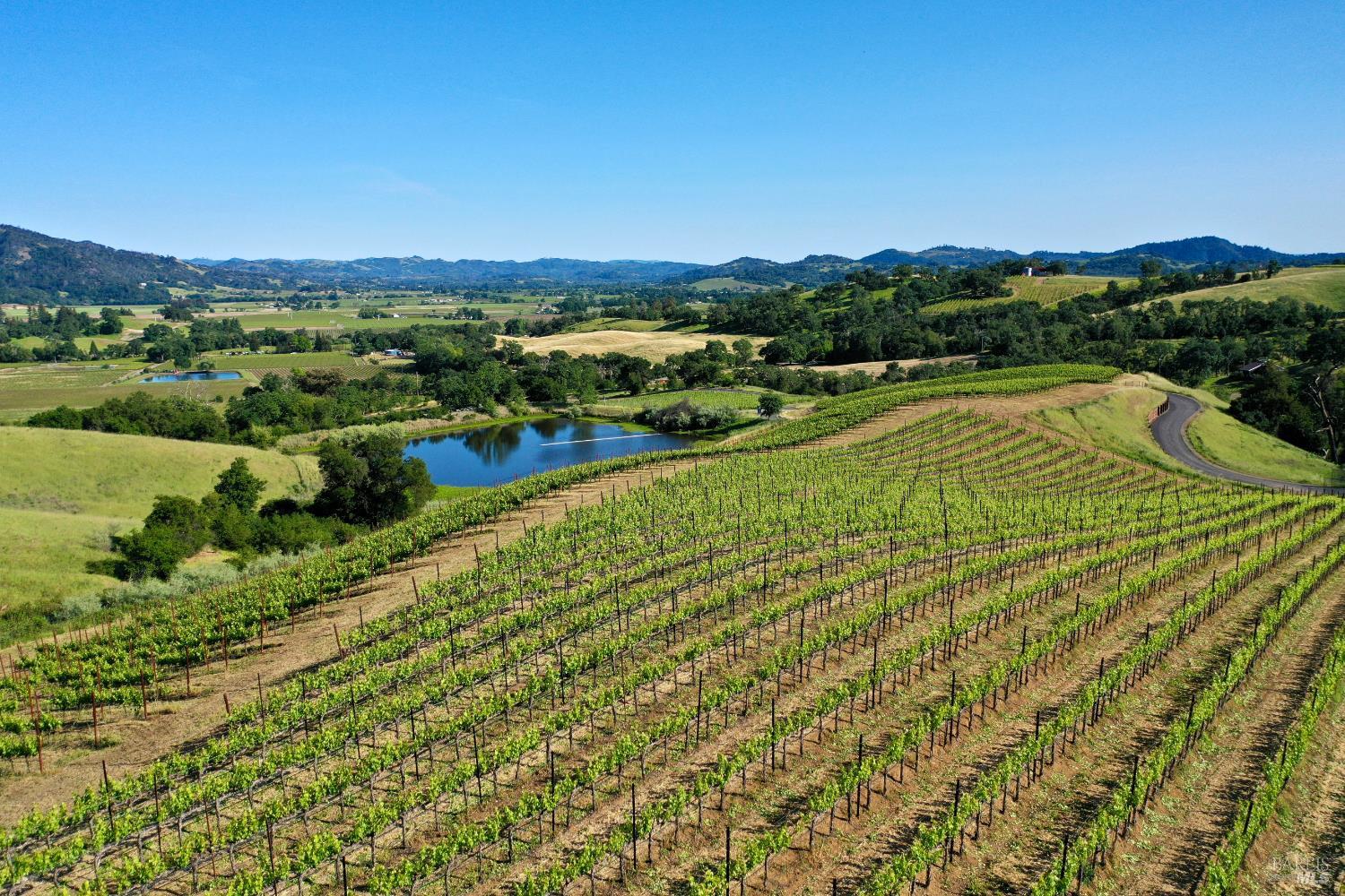 Aerial view of vineyard rows, a small pond, and distant mountains across a sunny valley.
