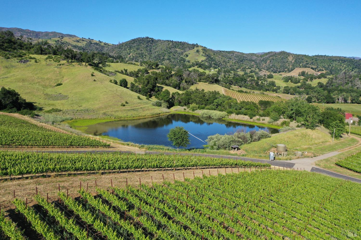 Vineyard rows and a pond bordered by rolling hills.