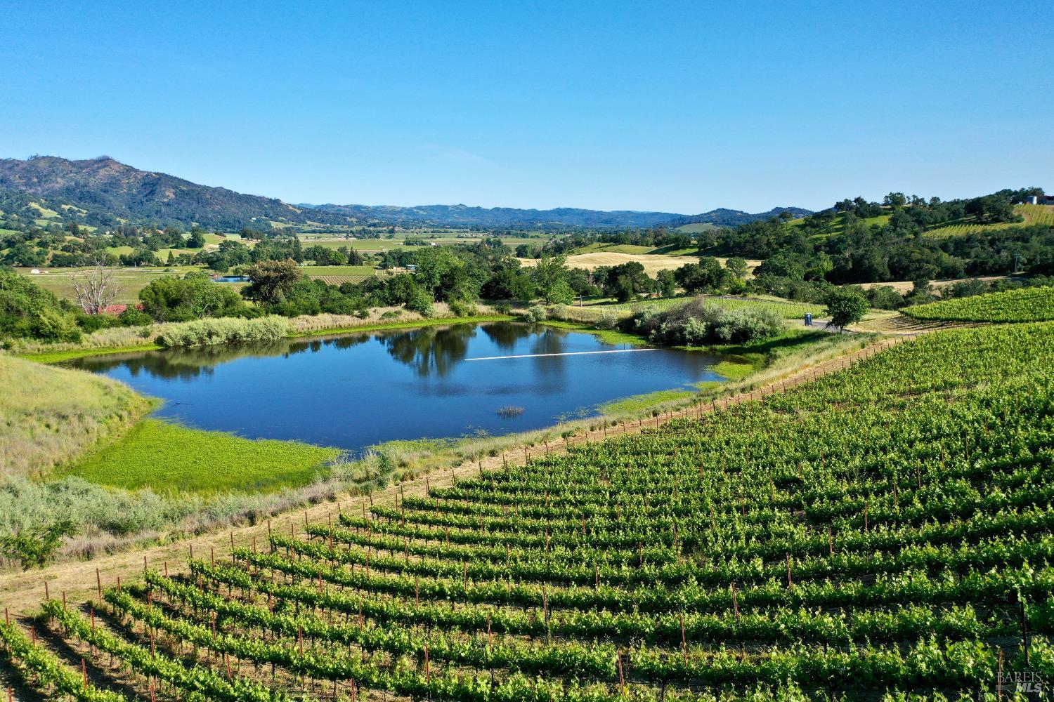 Vineyard rows surround a pond, with rolling hills and fields stretching across the sunny landscape.