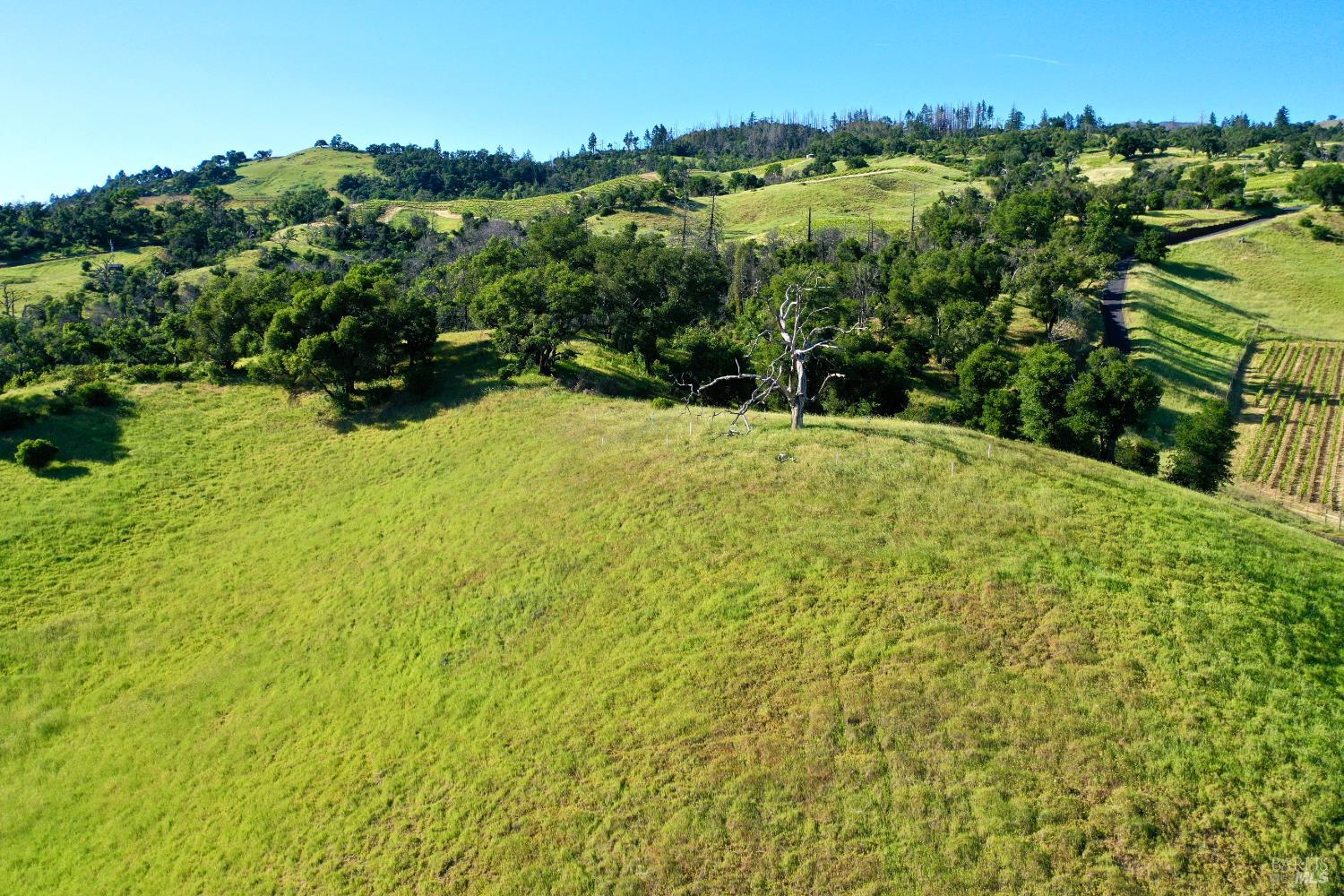 Aerial view of rolling green acreage with scattered trees and vineyard rows.
