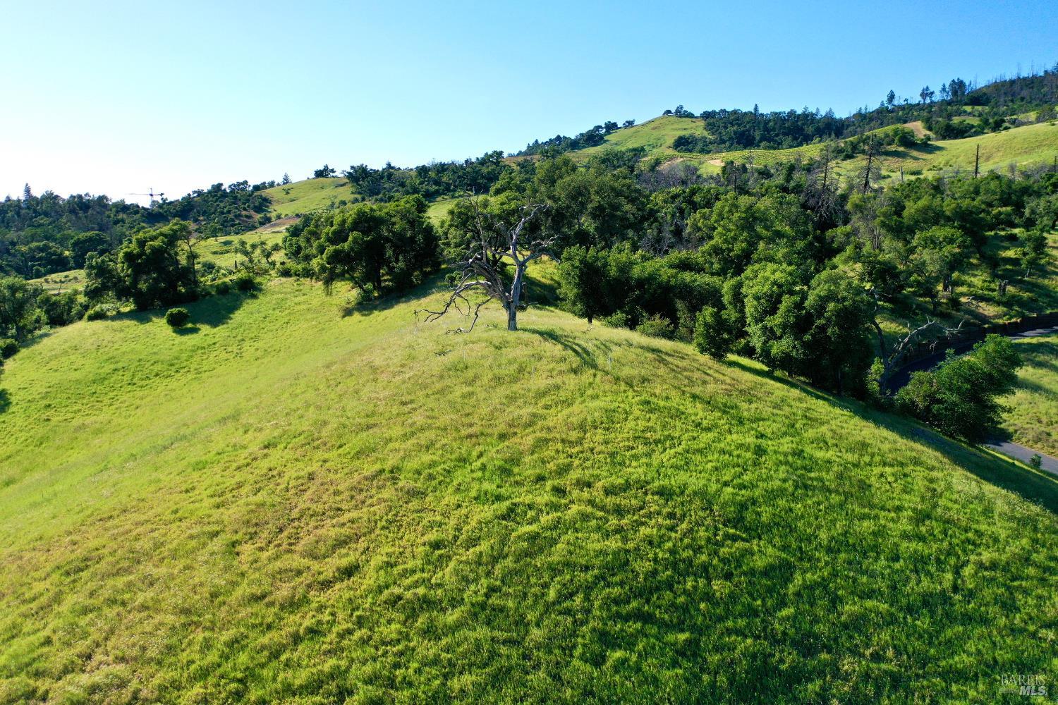 Aerial view of rolling grassy hills with scattered trees and a prominent bare tree.