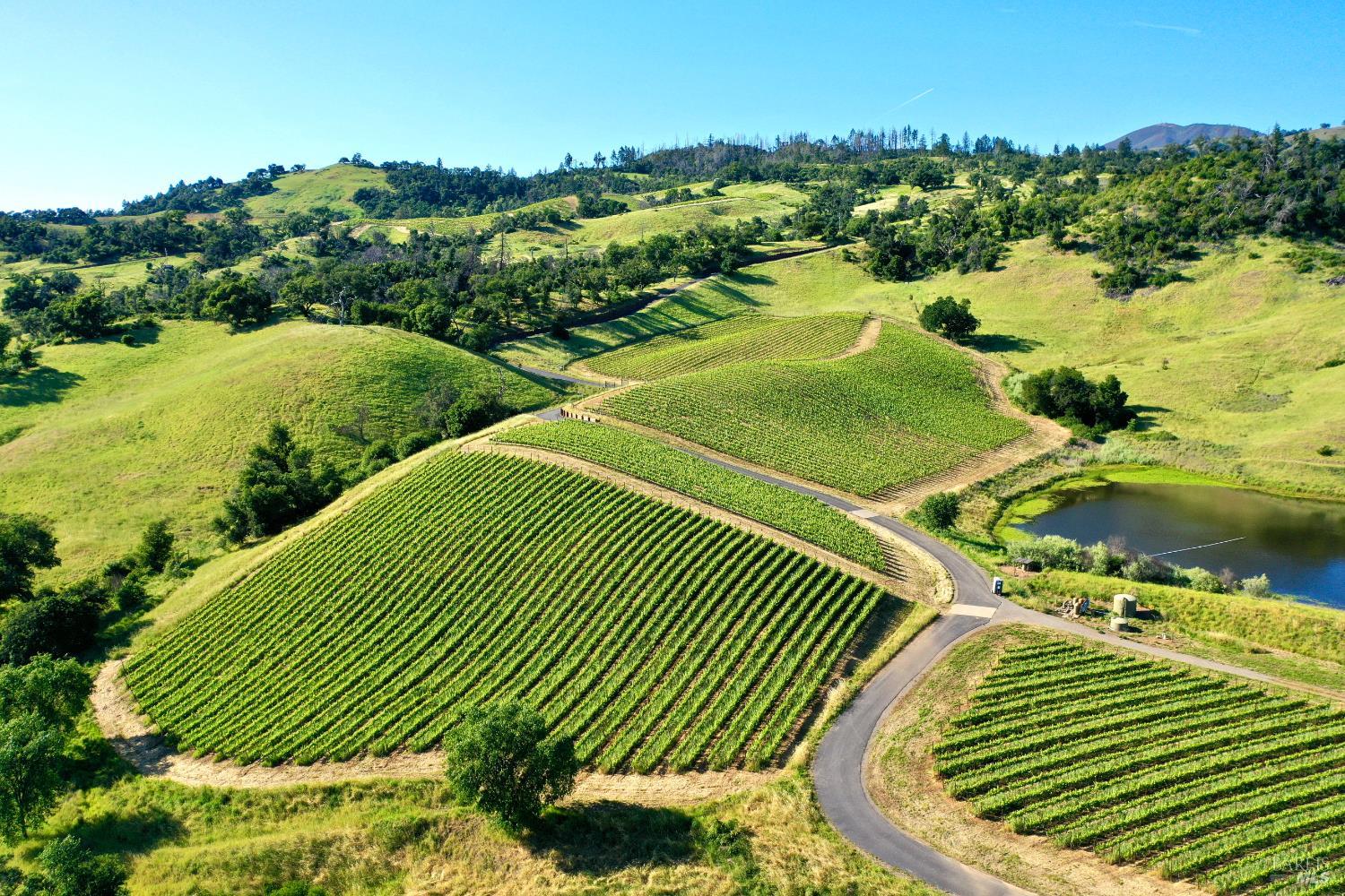 Aerial view of vineyard rows across rolling hills, with a winding road and small pond.