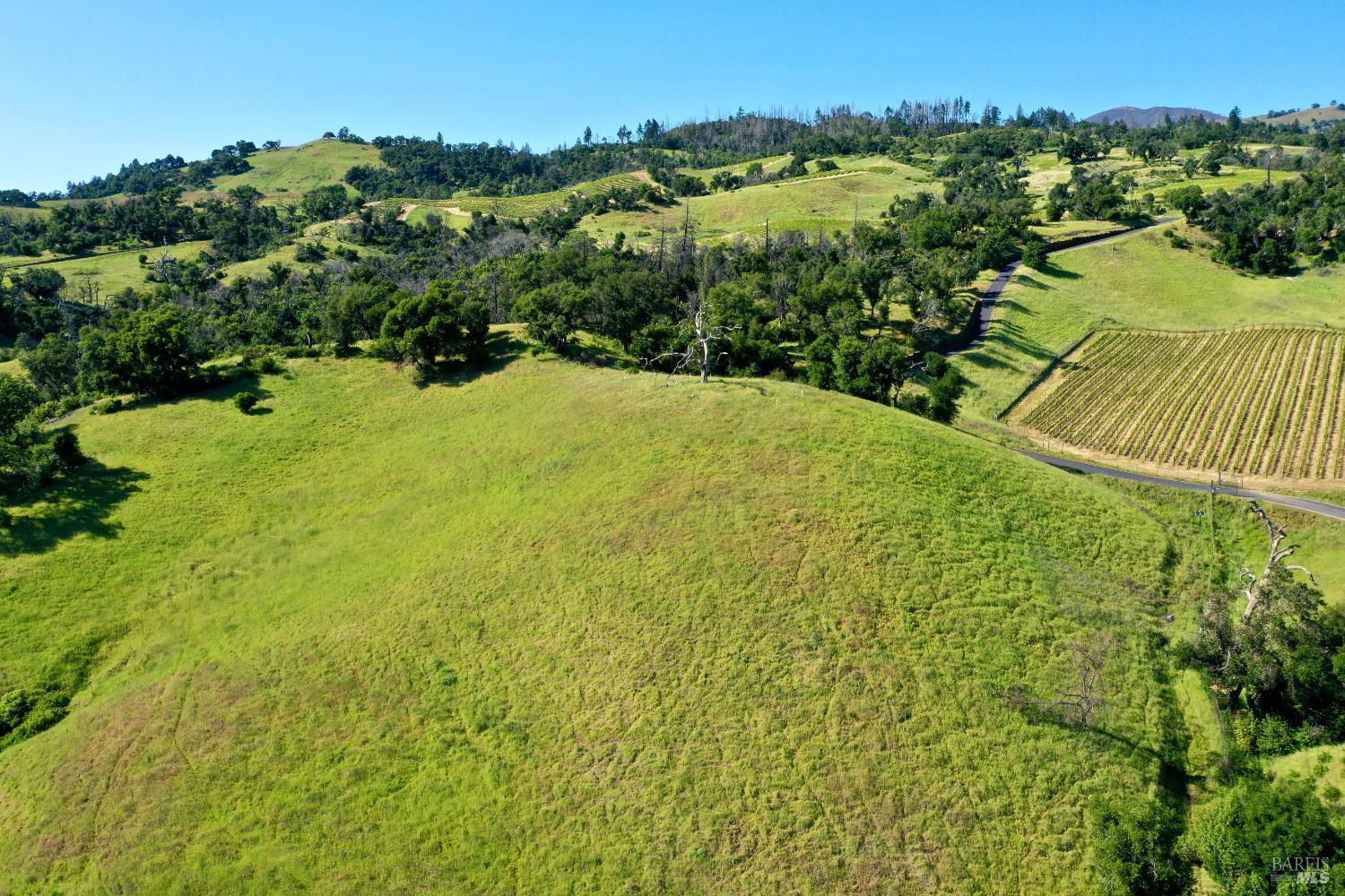 Aerial view of rolling green land with vineyard rows, scattered trees, and a winding road.