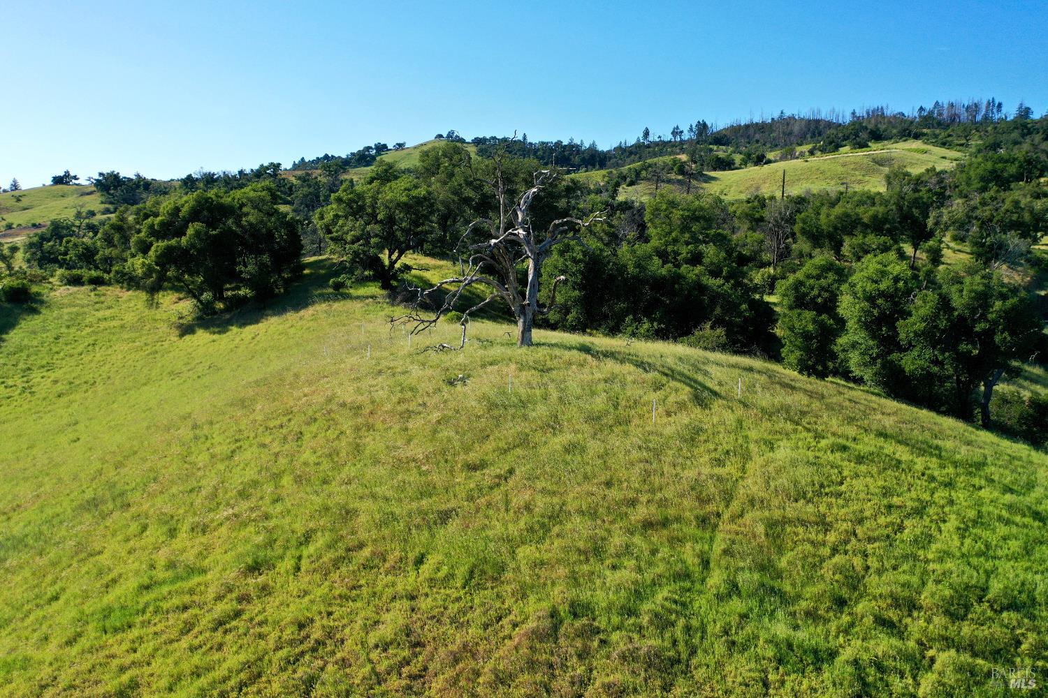 Rolling grassy property with scattered trees and a prominent bare tree, viewed from above.