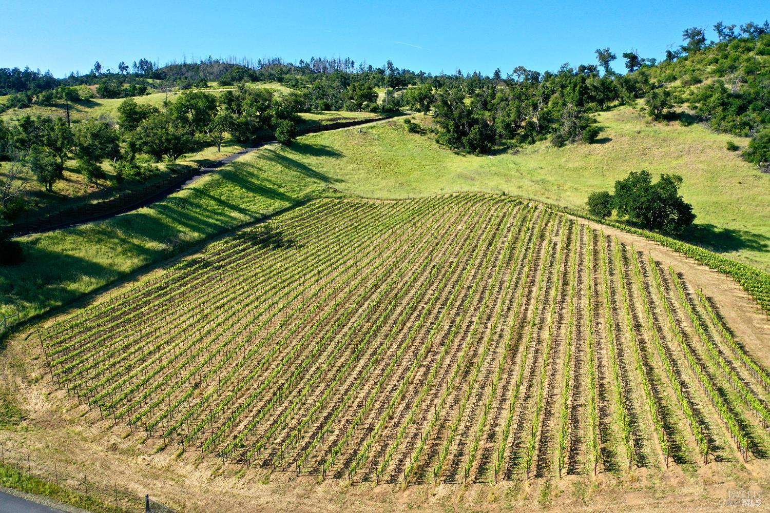 Aerial view of vineyard rows across rolling green hills with scattered trees.