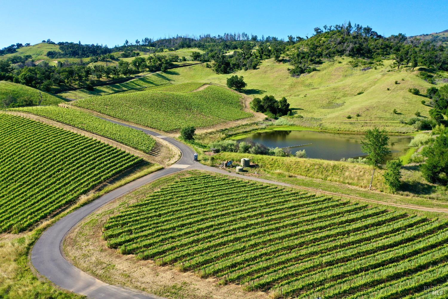 Aerial view of vineyard rows winding around a pond and paved road in rolling hills.