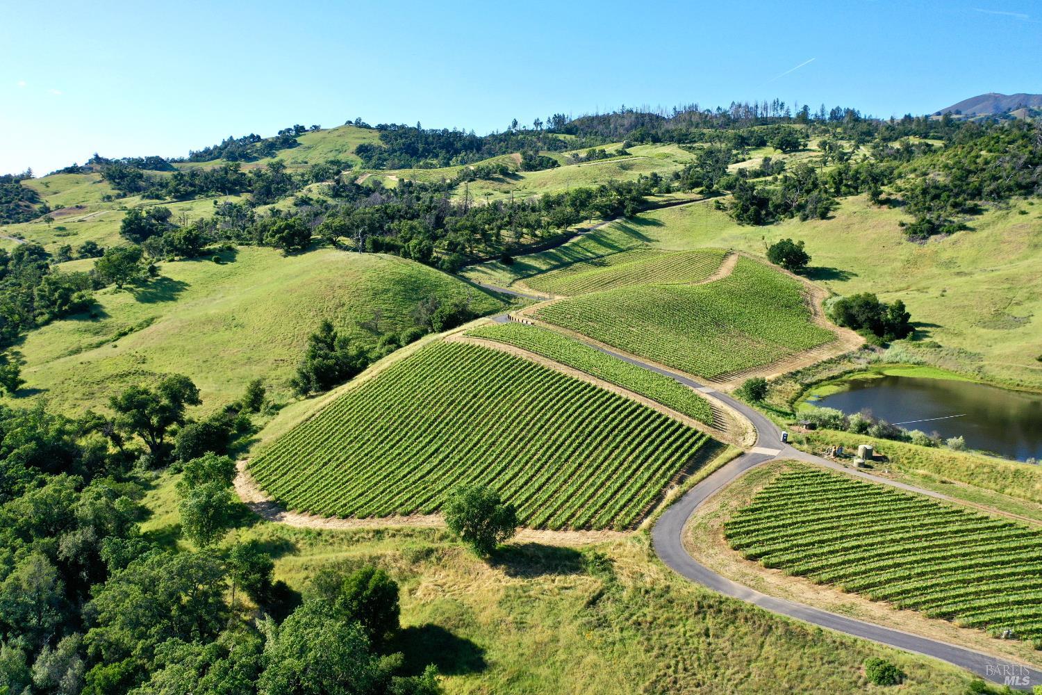 Aerial view of vineyard rows winding across green hills beside a paved road and small pond.
