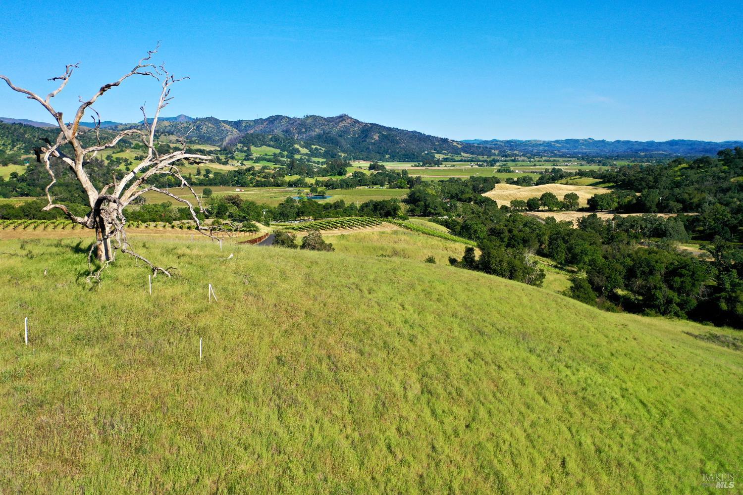 Rolling vineyard land overlooks a green valley and distant hills, with a bare foreground tree.