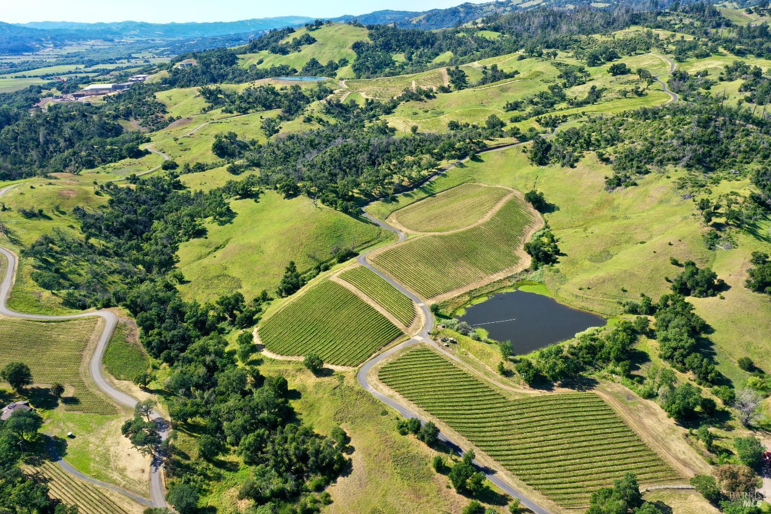 Aerial vineyard with curved vine rows, a pond, and rolling green hills.