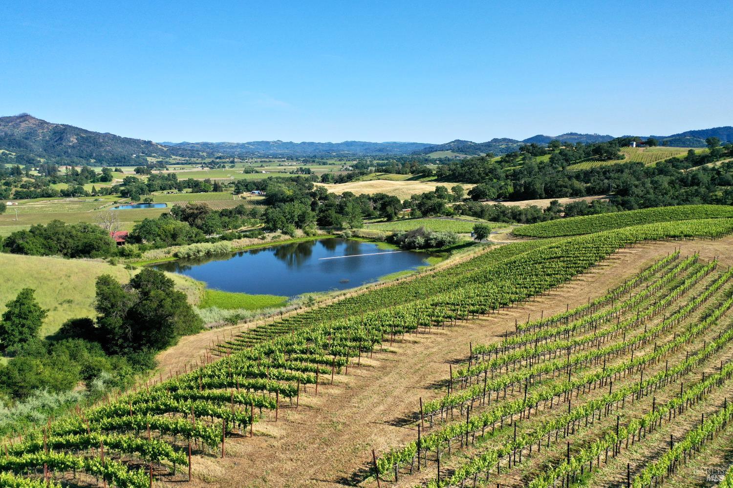 Vineyard rows surround a pond, with rolling hills and fields stretching into the distance.
