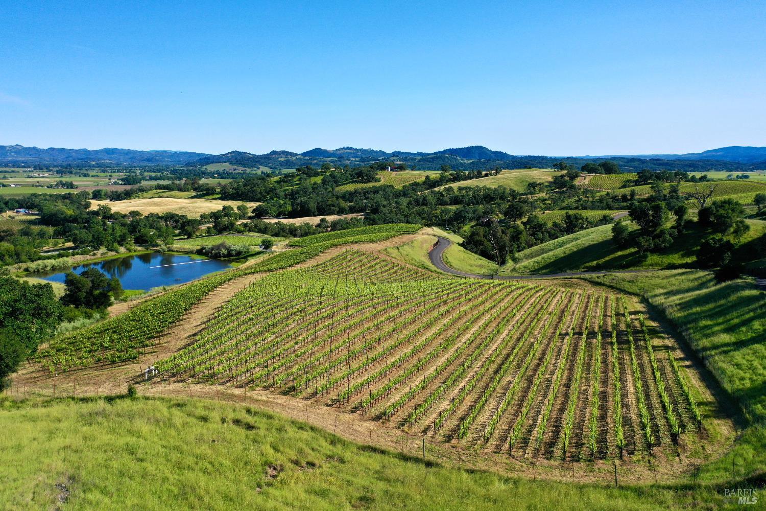 Aerial vineyard with orderly grapevine rows, a pond, and distant rolling hills.