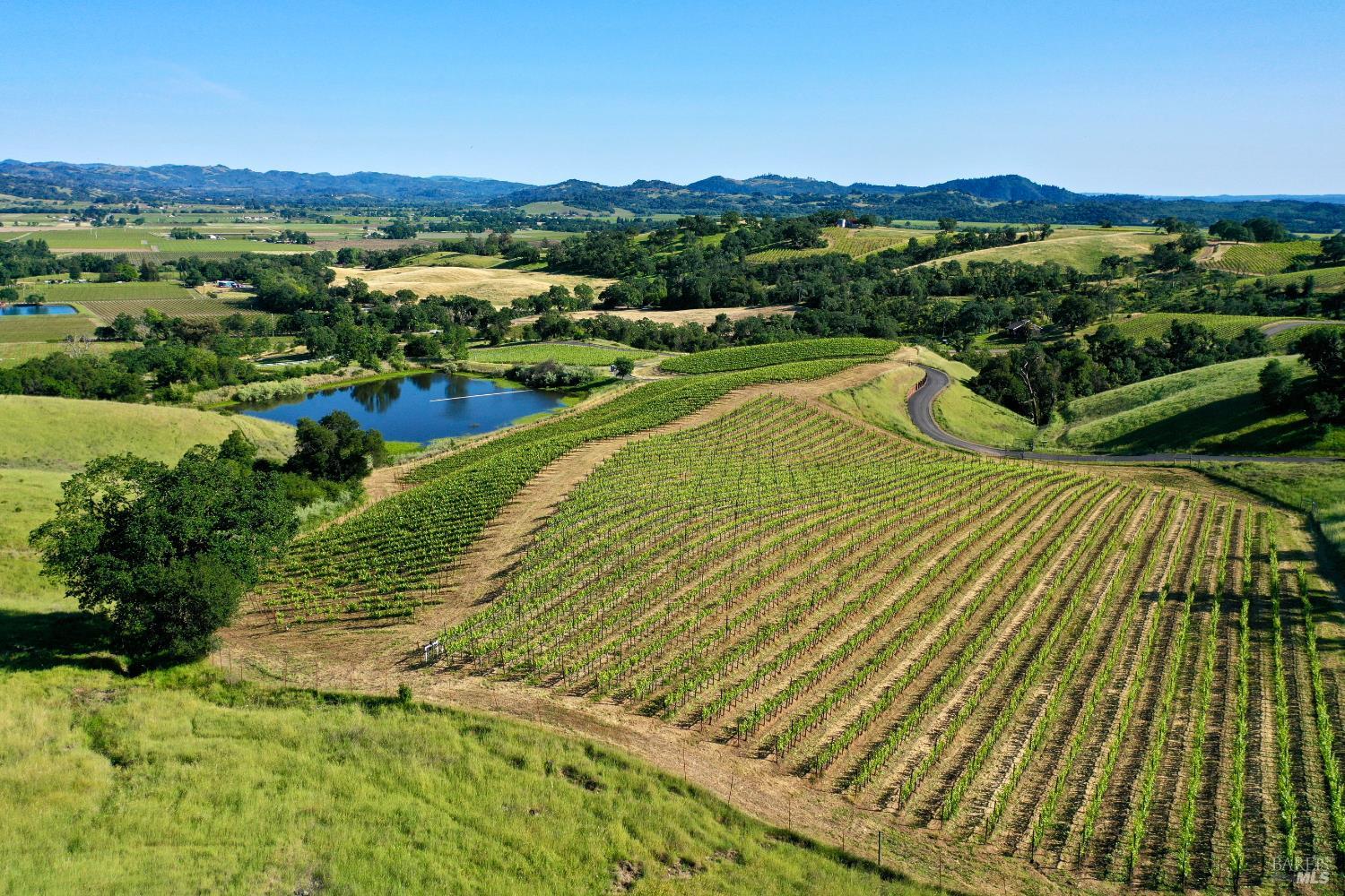 Aerial vineyard rows and a pond among rolling hills, with distant mountains.