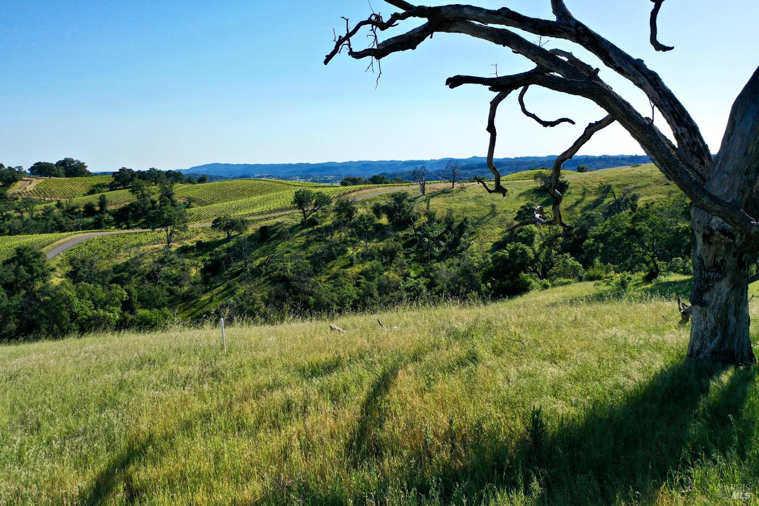 Rolling vineyard hills and grassy countryside framed by a large bare tree, with distant mountains.