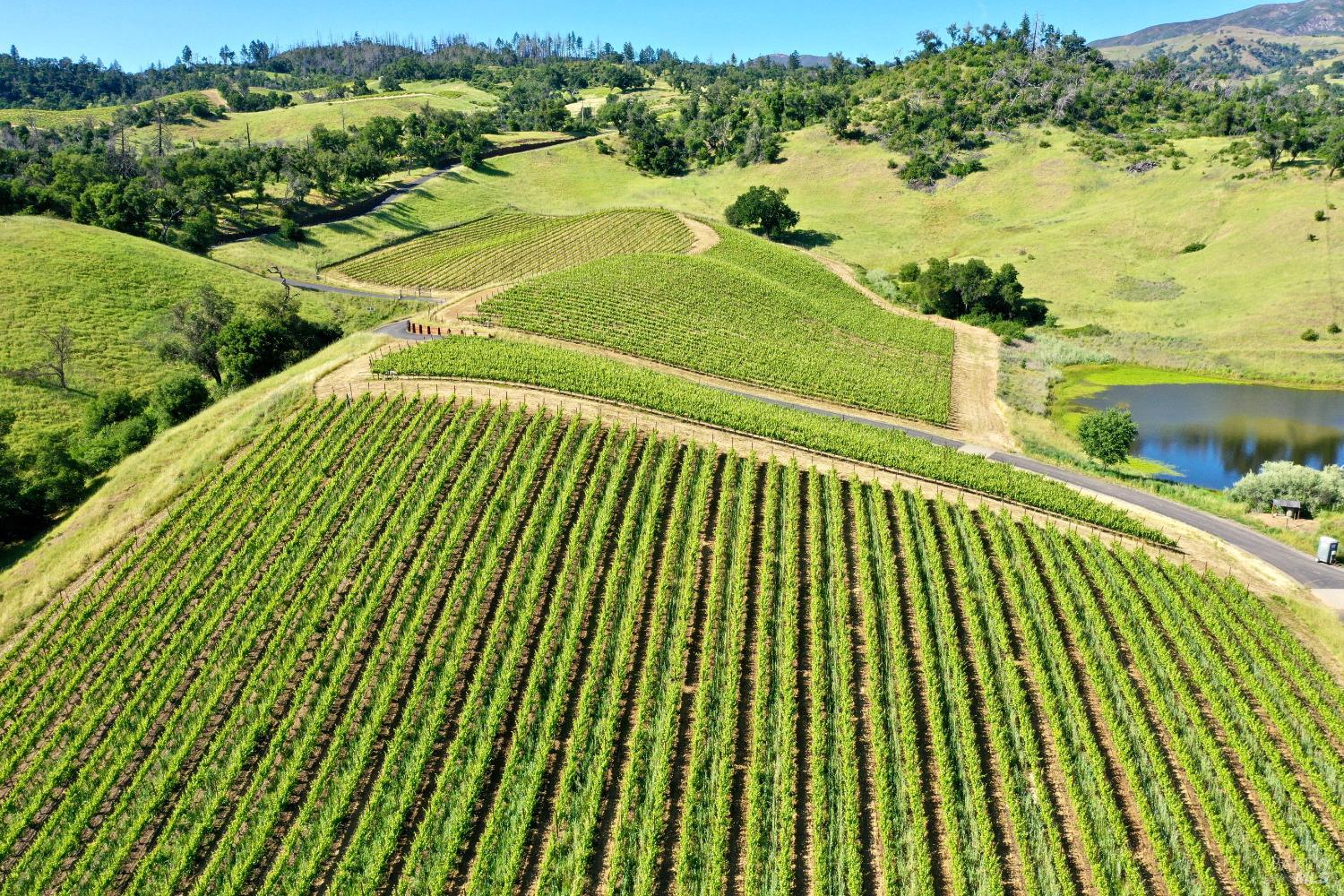 Aerial view of vineyard rows across rolling hills beside a pond.