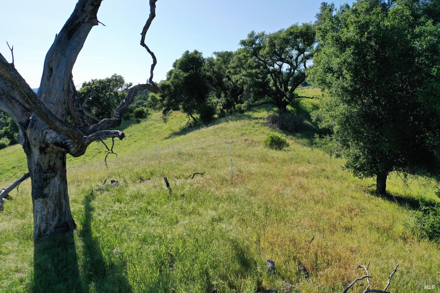 Grassy hillside with mature oak trees, sparse fencing, and a weathered tree trunk in the foreground.