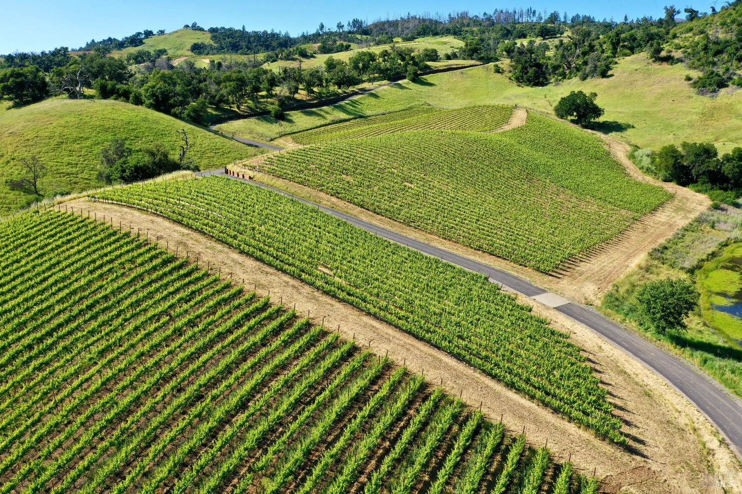 Aerial vineyard with orderly grapevine rows, a winding access road, and rolling green hills.